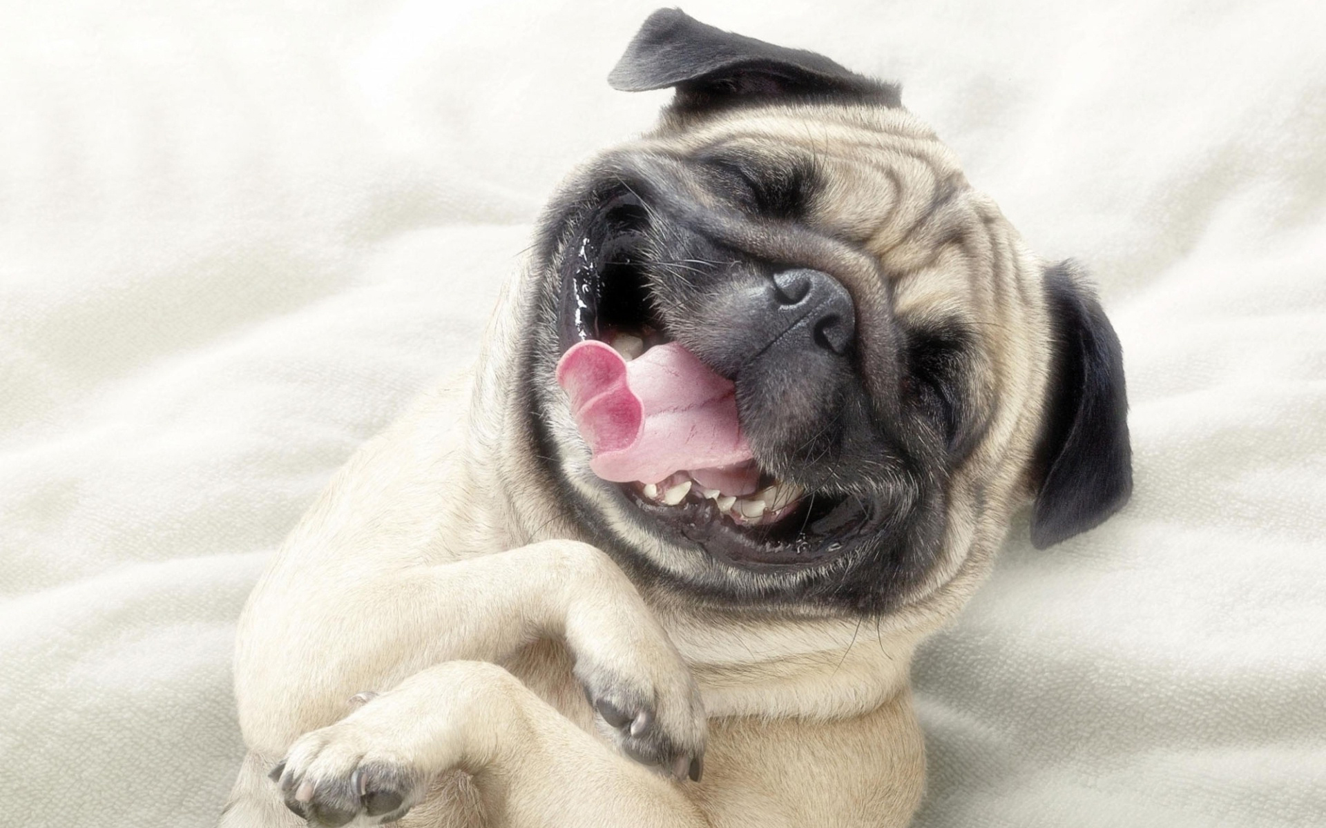 Playful Pug Laughing on White Blanket