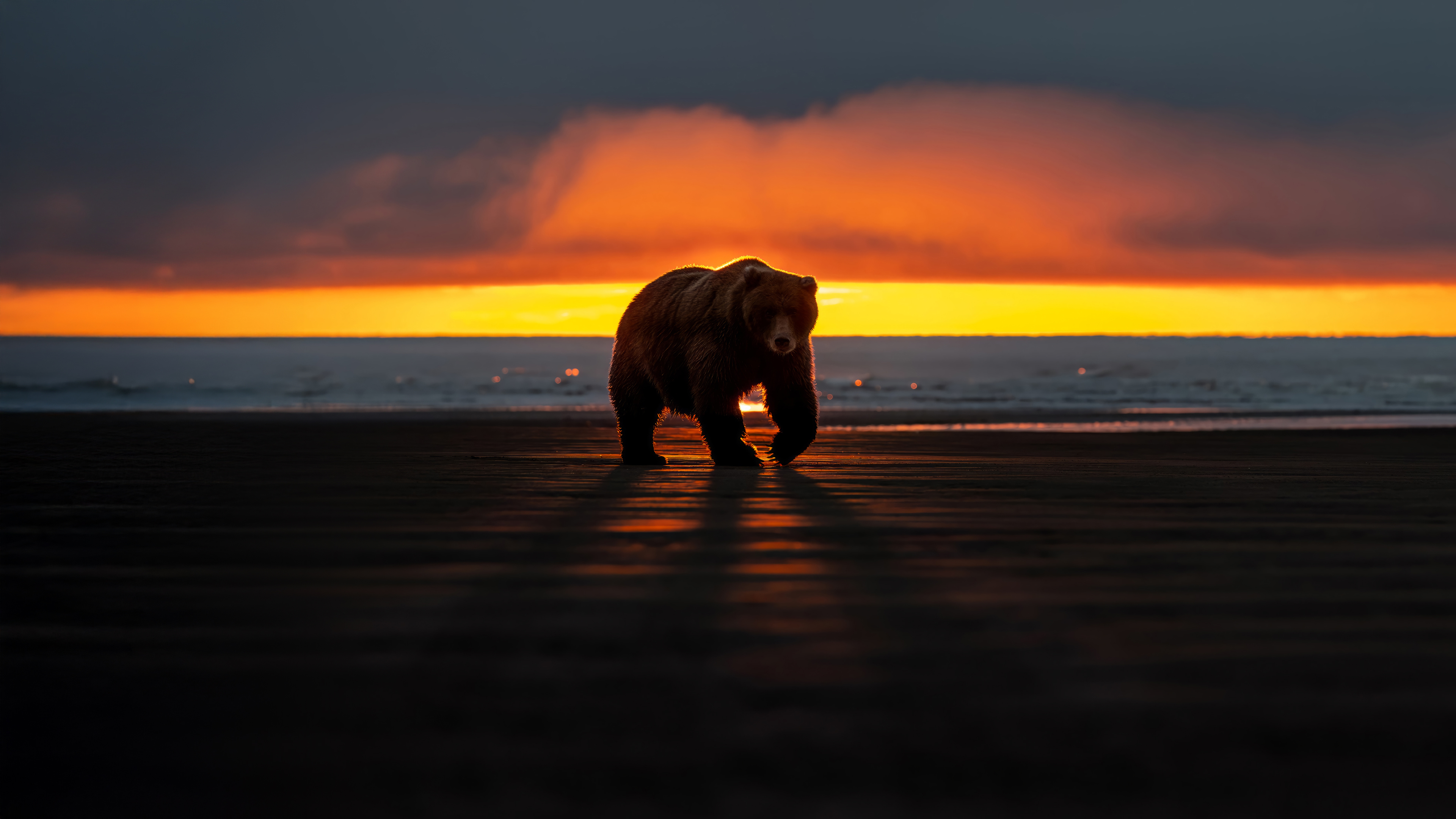 Grizzly Bear Beach Sunset Silhouette