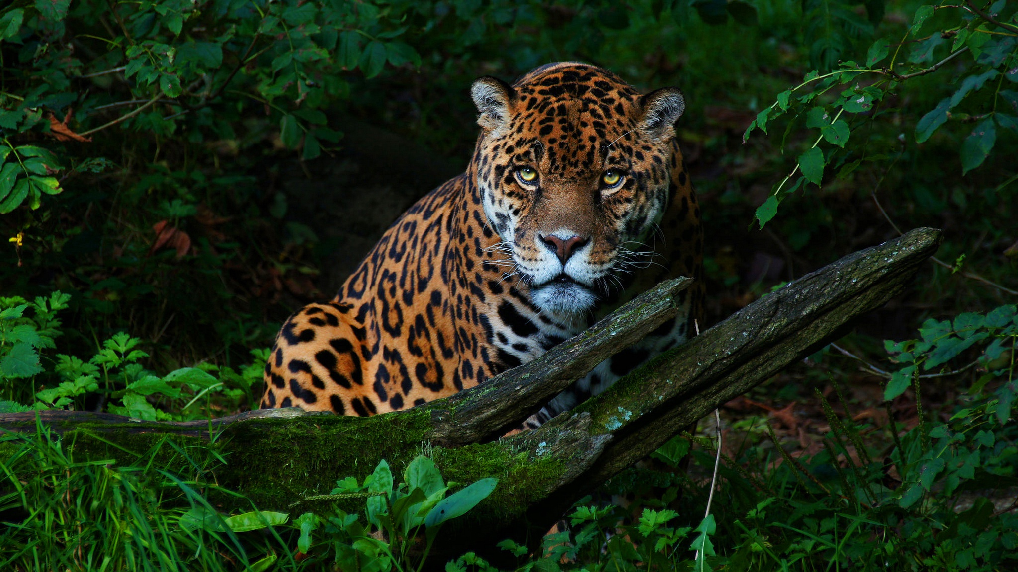 Intense Golden Eyes Jaguar Forest Floor
