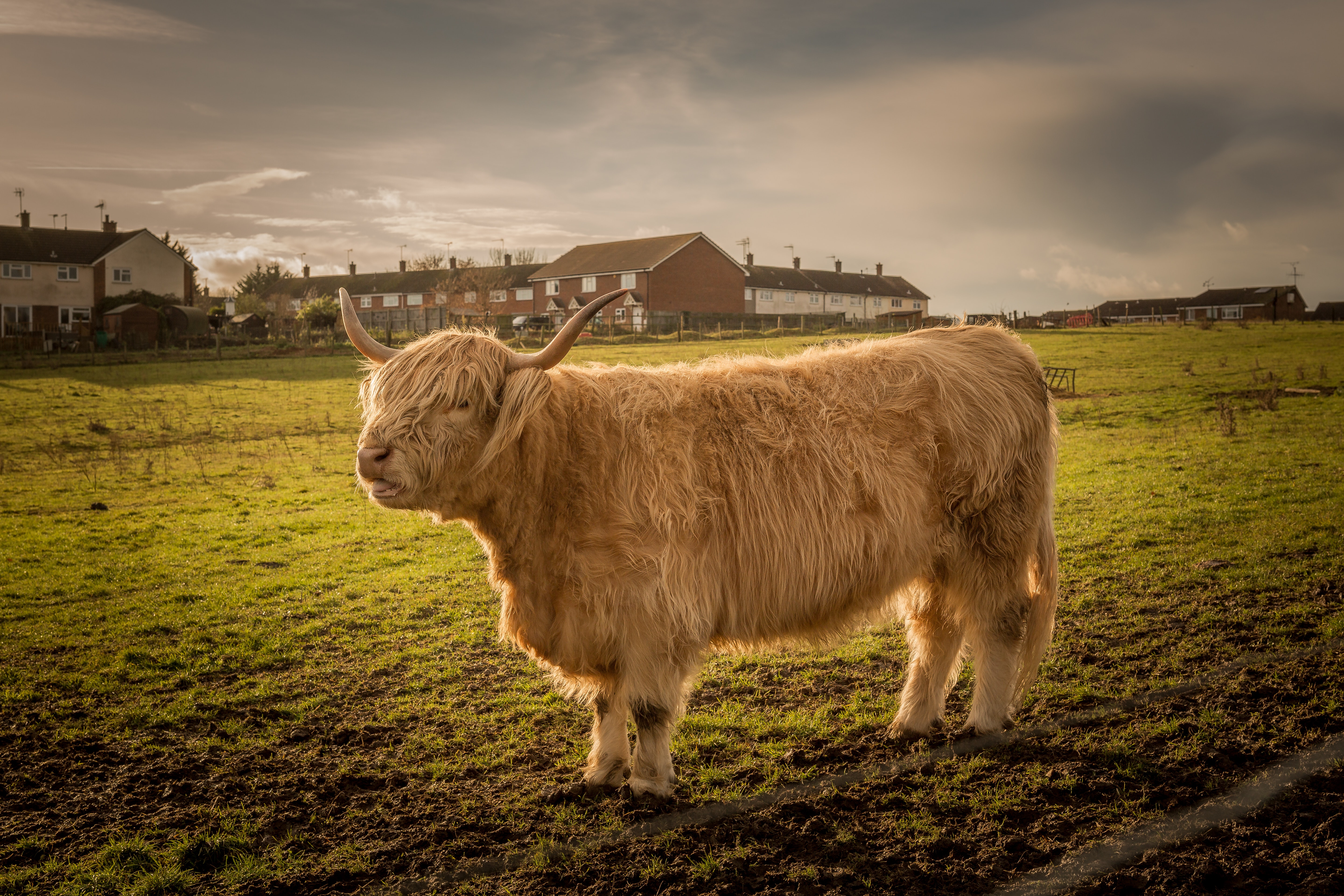 Golden Hour Highland Cow Country Pasture