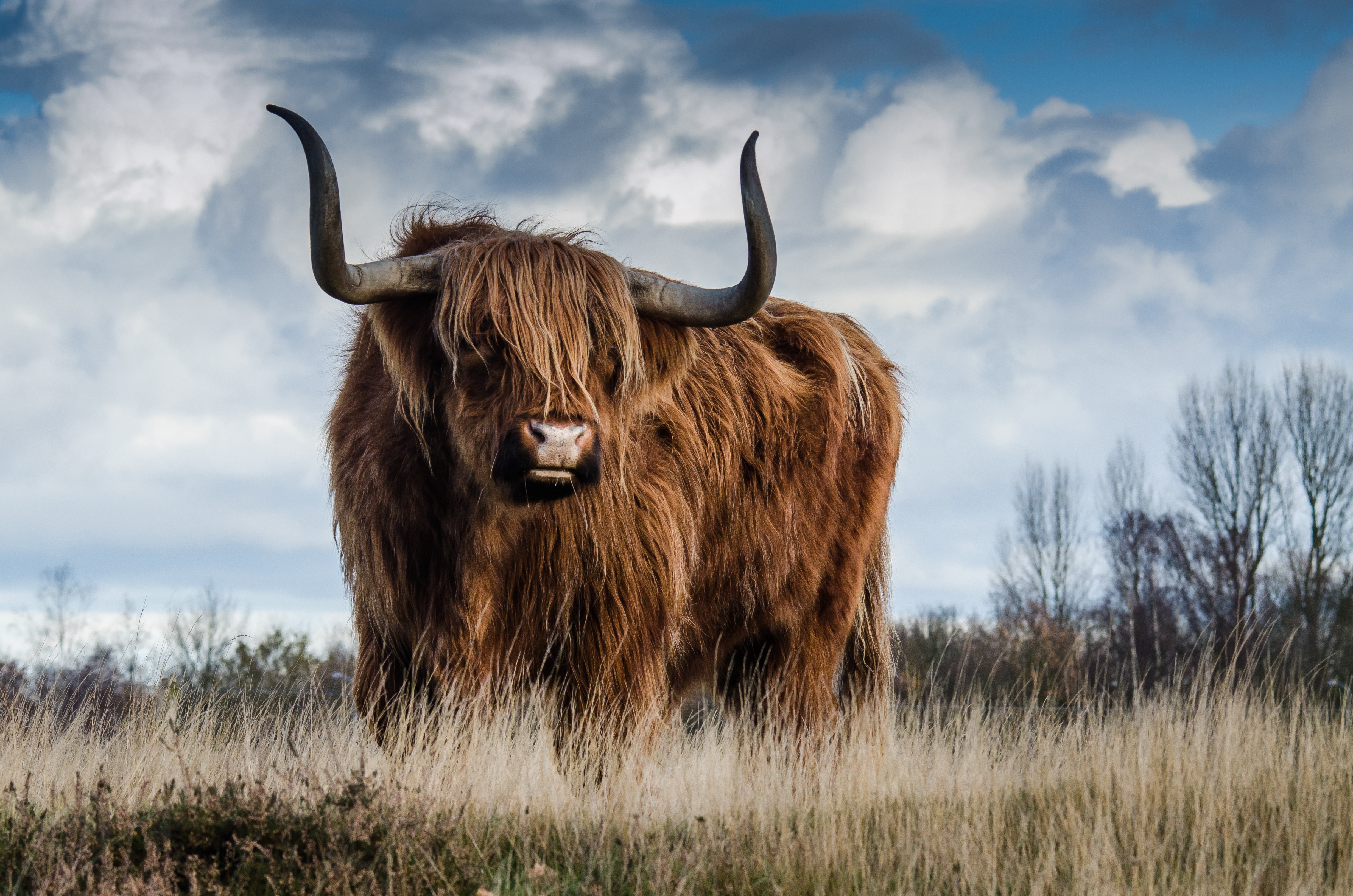 Highland Bull Majestic Horns Dramatic Clouds
