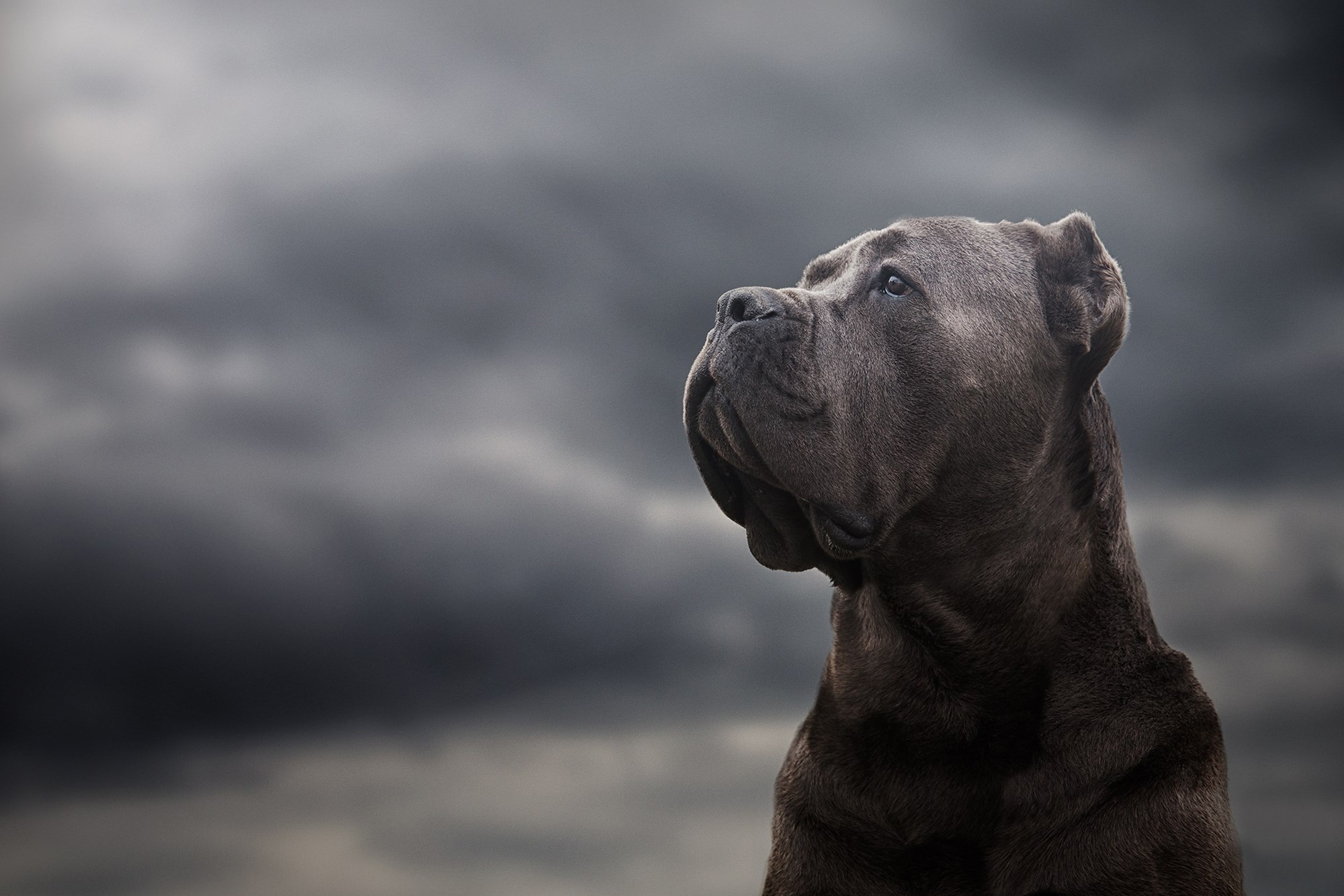 Majestic Cane Corso Dramatic Stormy Sky