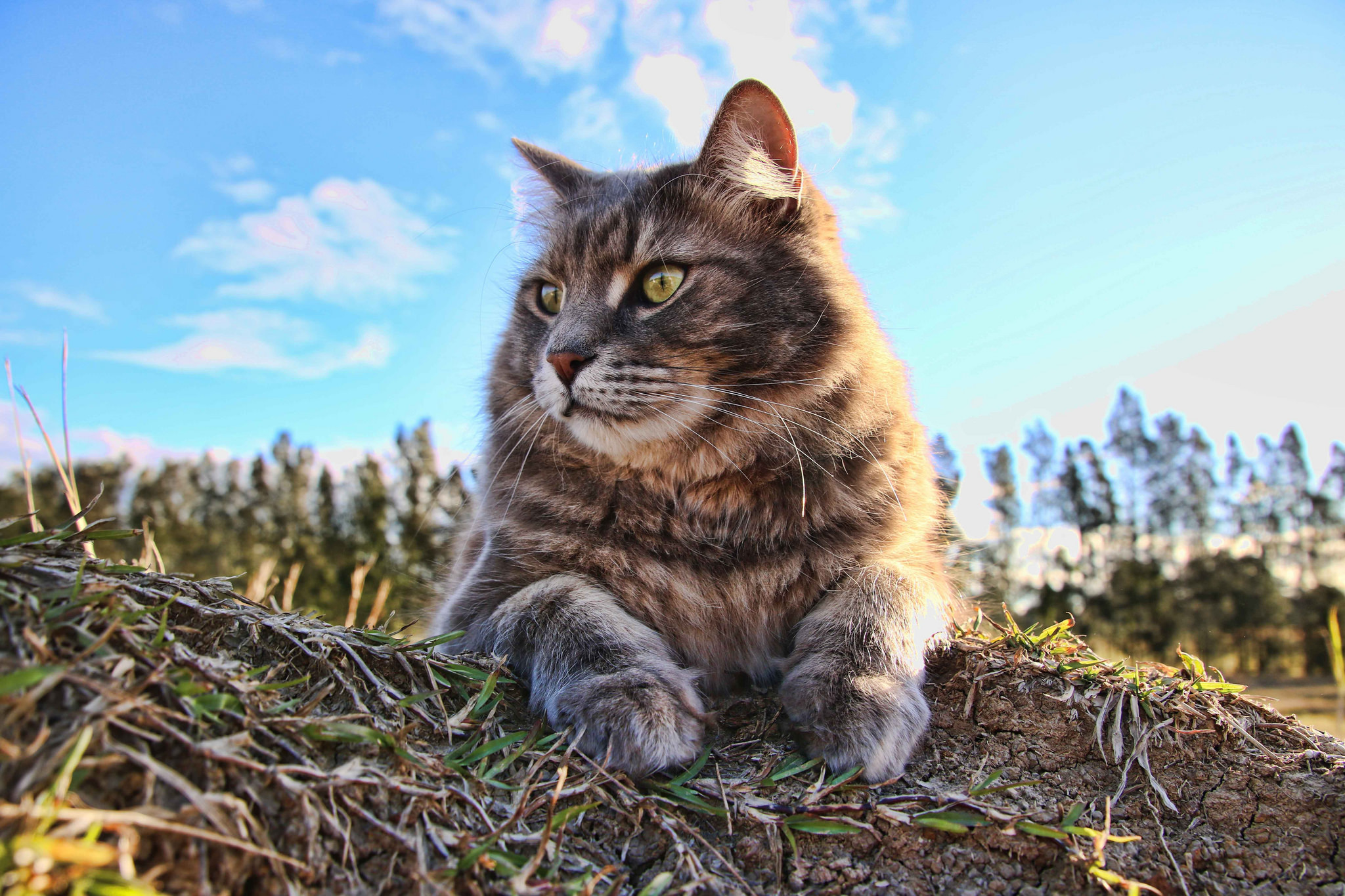 Fluffy Tabby Cat Sunbathing Outdoors