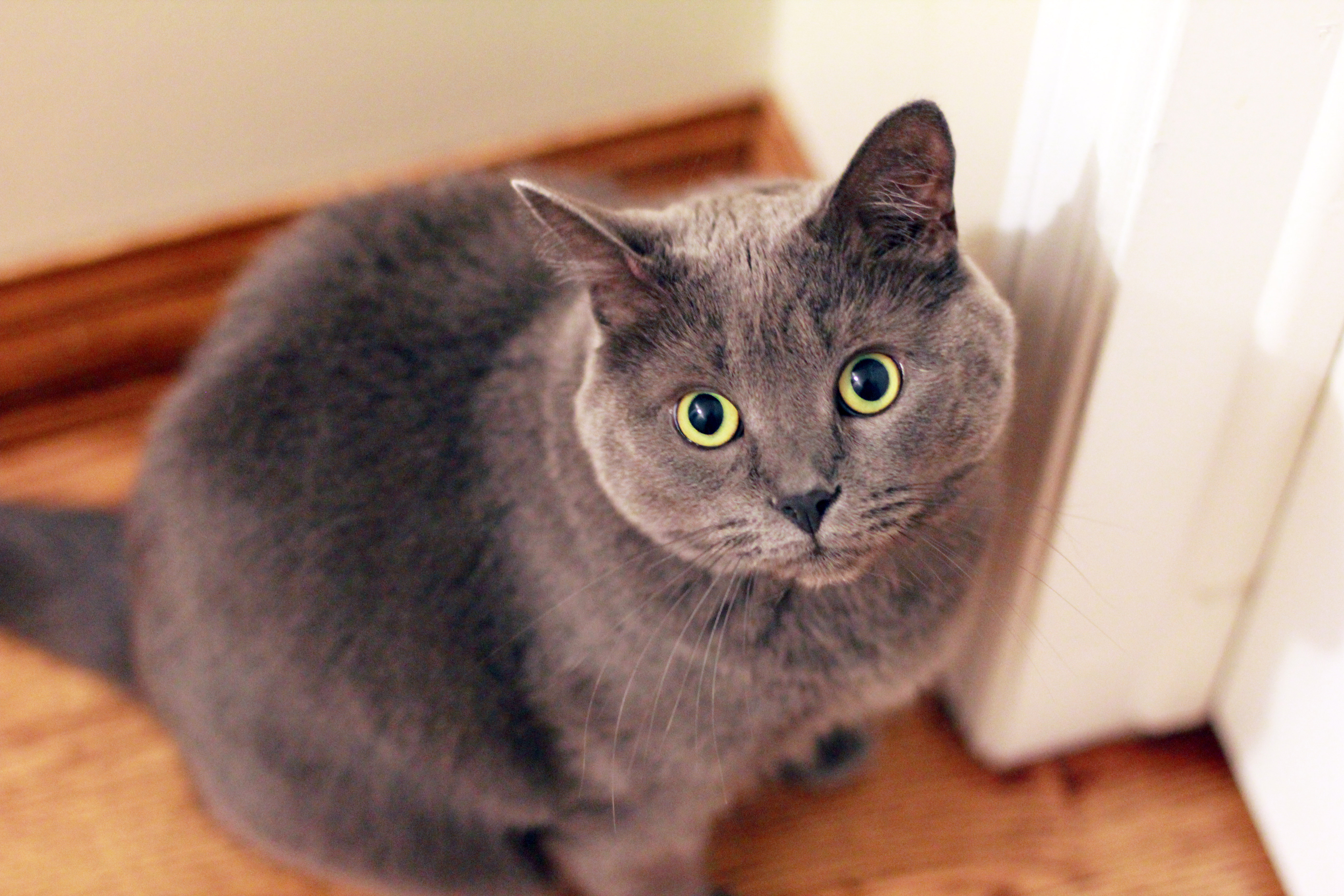 British Shorthair Grey Cat Round Yellow Eyes