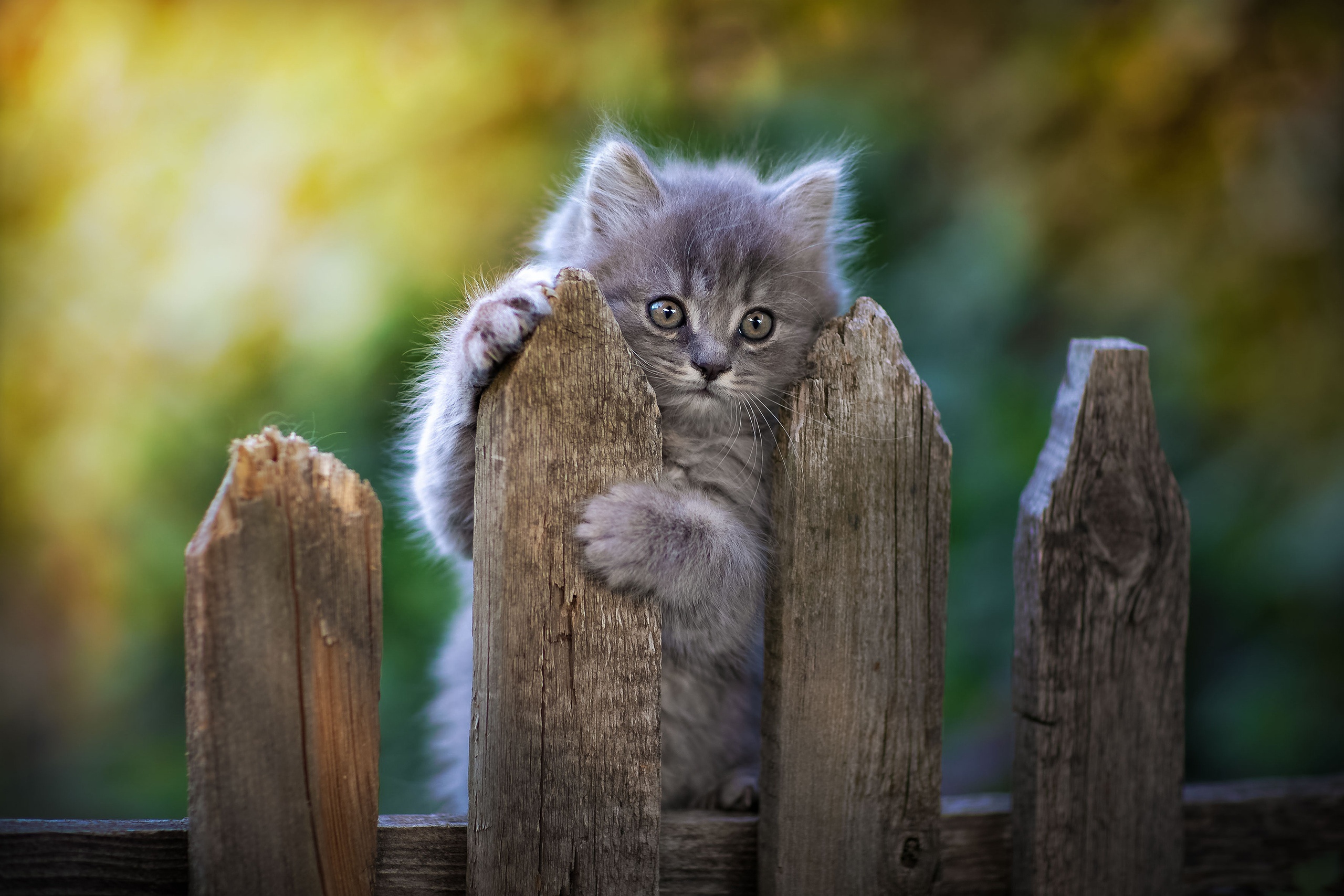 Cute Fluffy Grey Kitten Paws on Wooden Fence