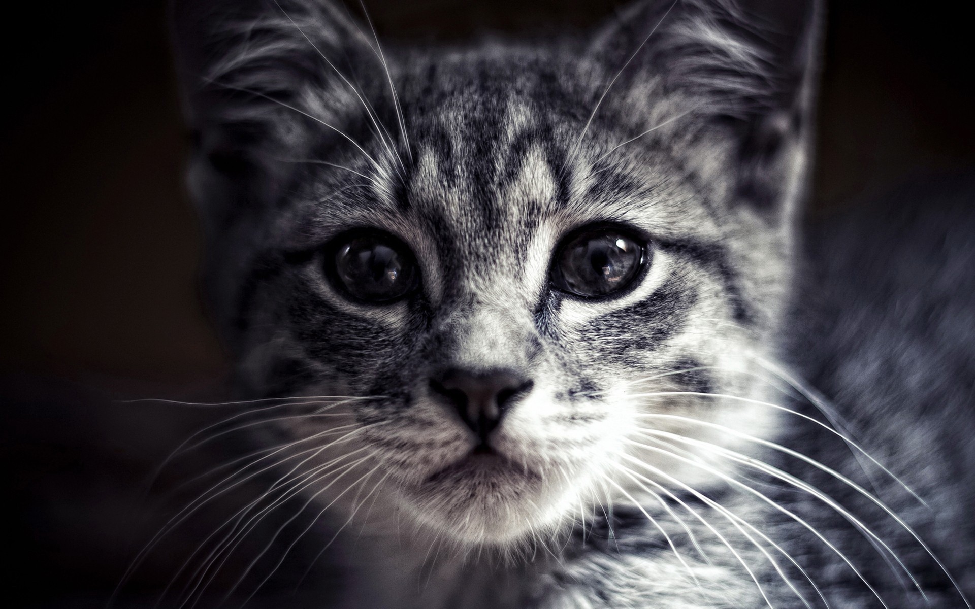 Intense Silver Tabby Cat Face Close-Up