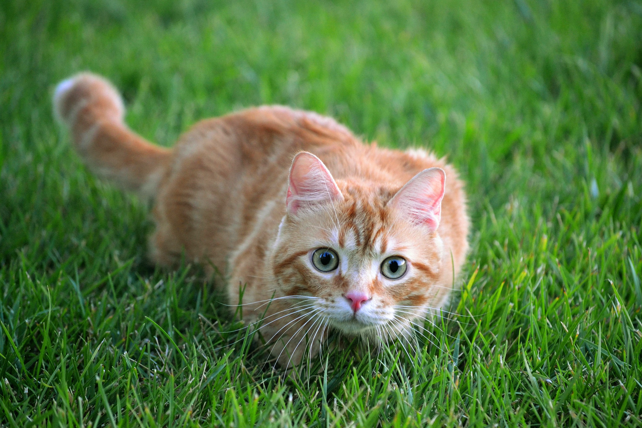 Ginger Cat Pouncing Stance Green Grass