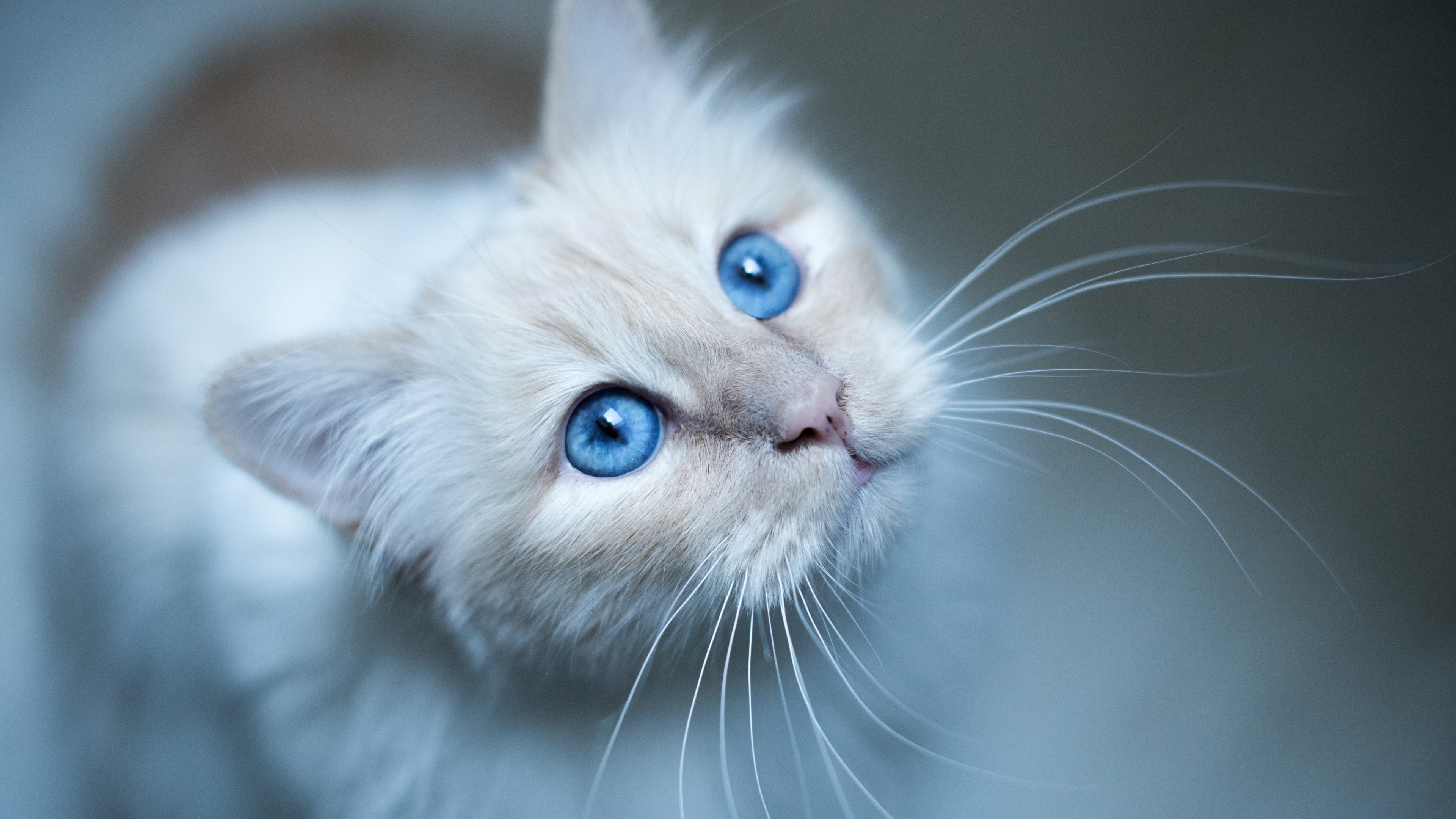 White Cat Soft Blue Eyes High Angle