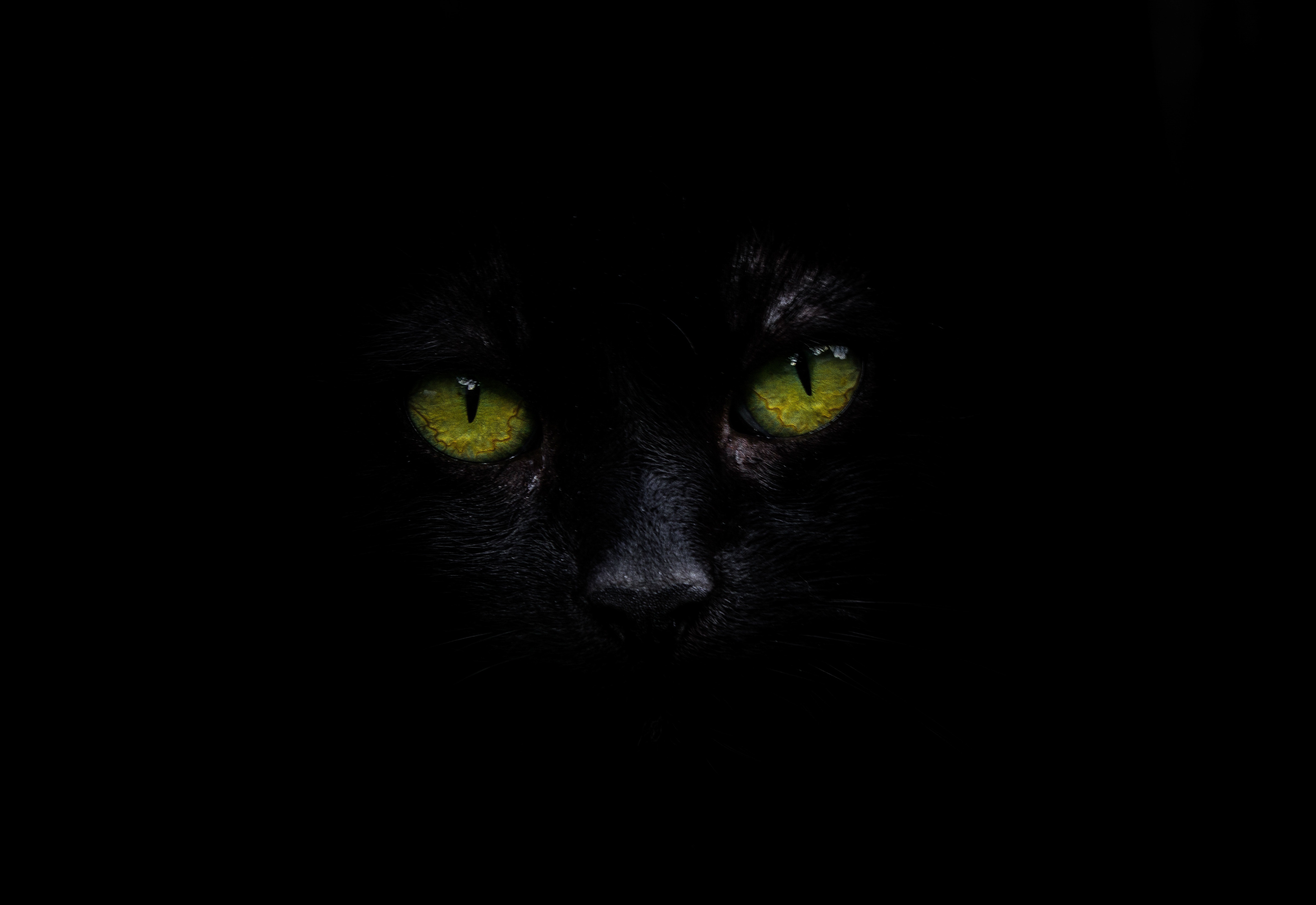 OLED Black Cat Glowing Green Eyes Dark