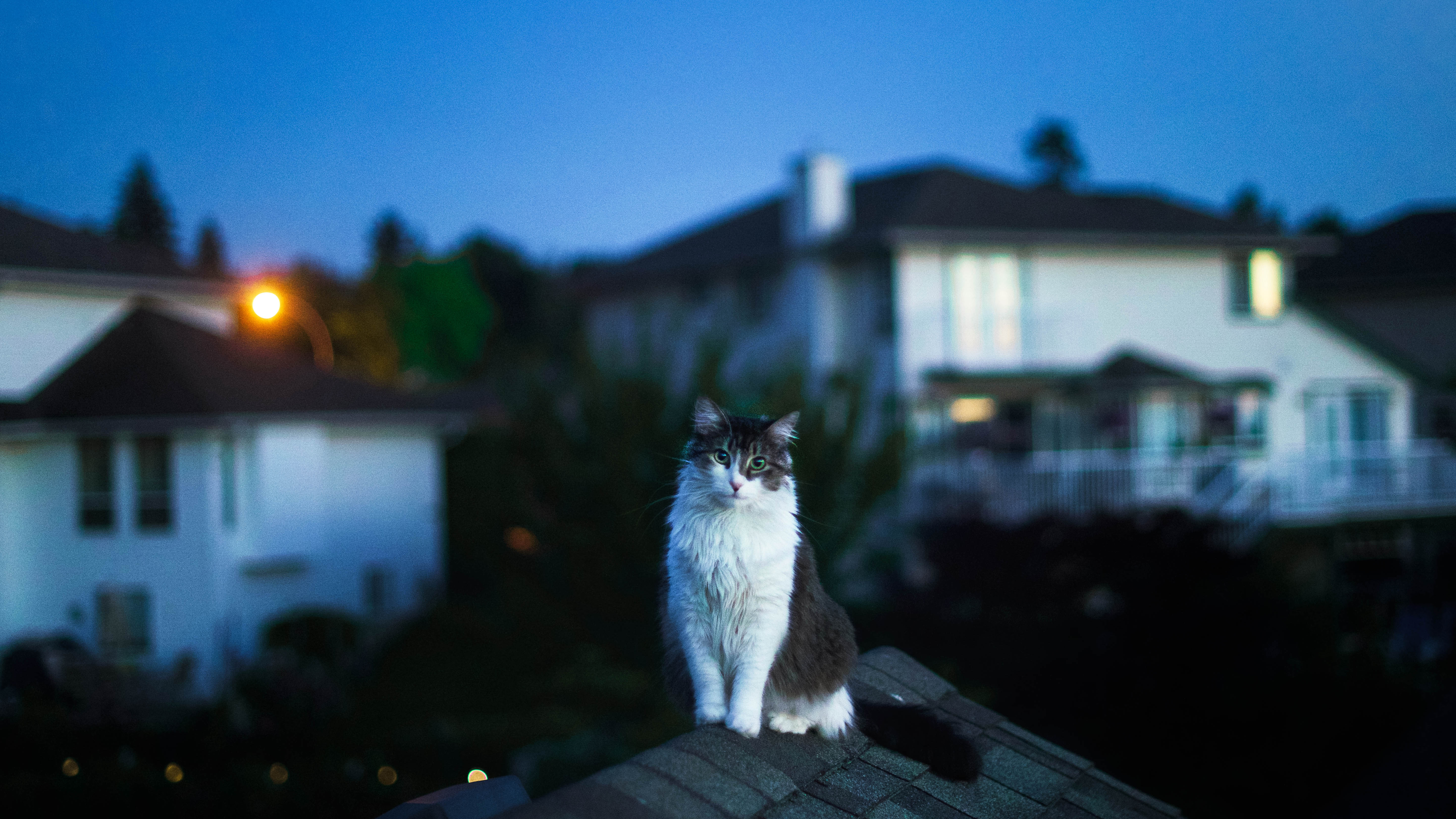 Fluffy Cat Sitting on Roof Twilight City