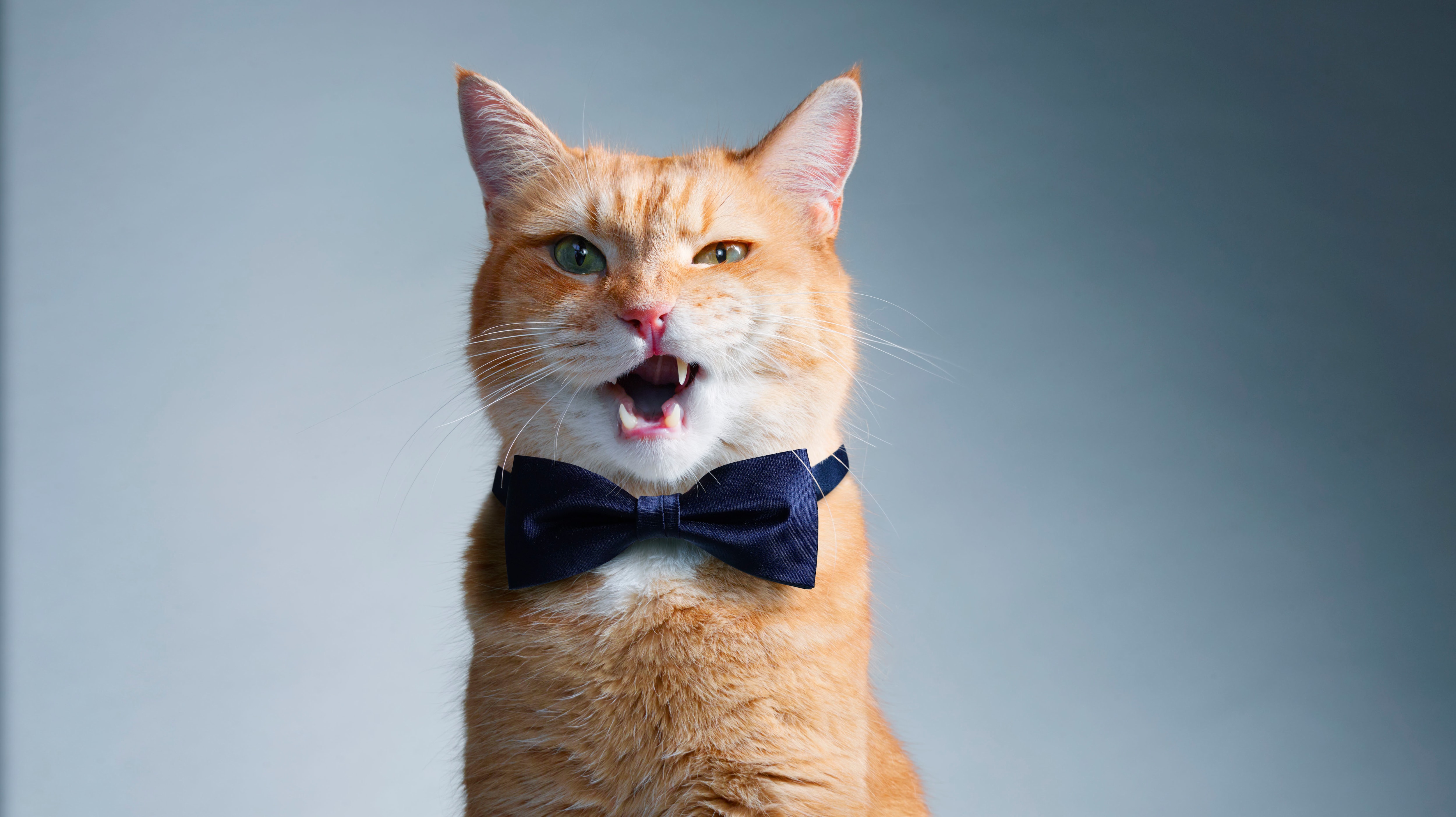 Funny Ginger Cat Wearing Black Bowtie