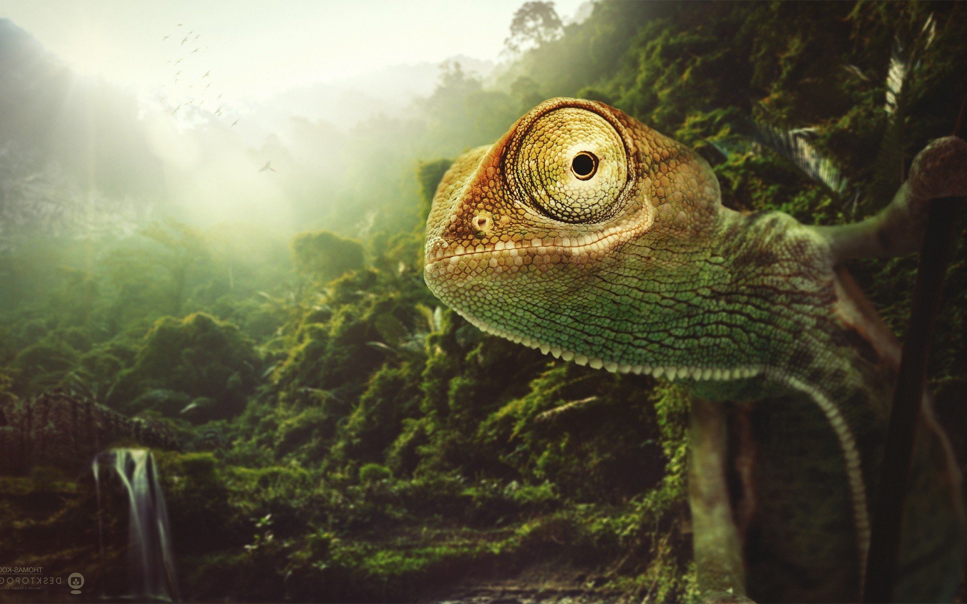 Chameleon Jungle Rainforest Canopy Close-Up