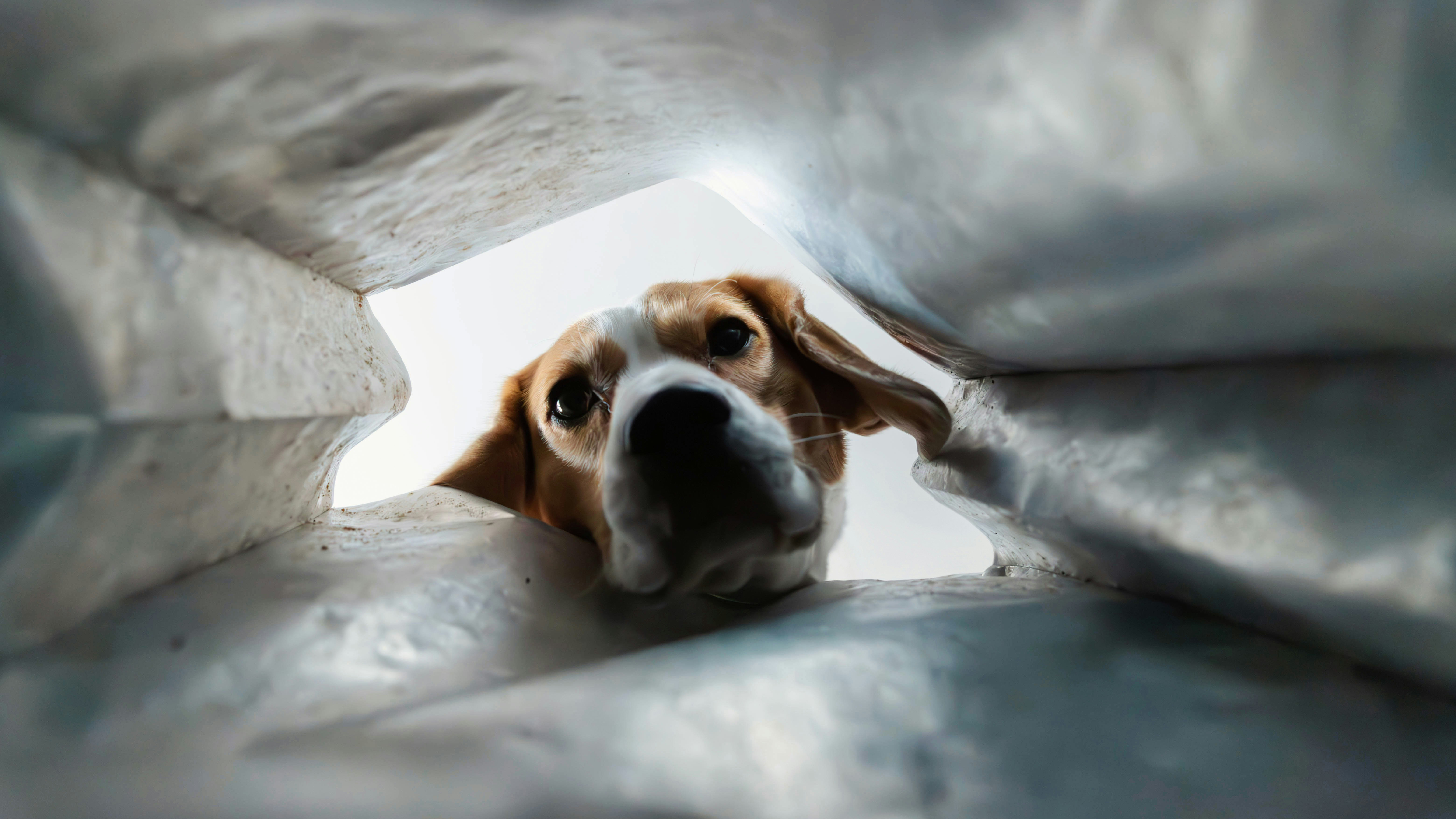 Curious Beagle Peeking Inside Bag POV