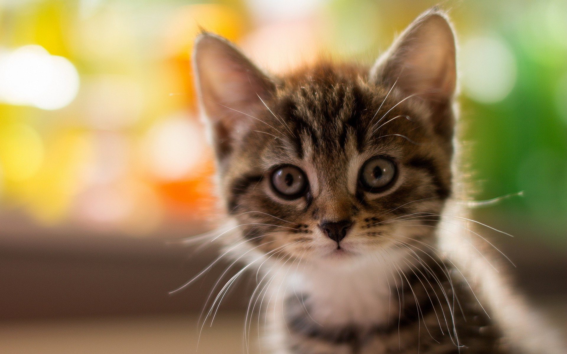 Cute Tabby Kitten Soft Bokeh Sunlight