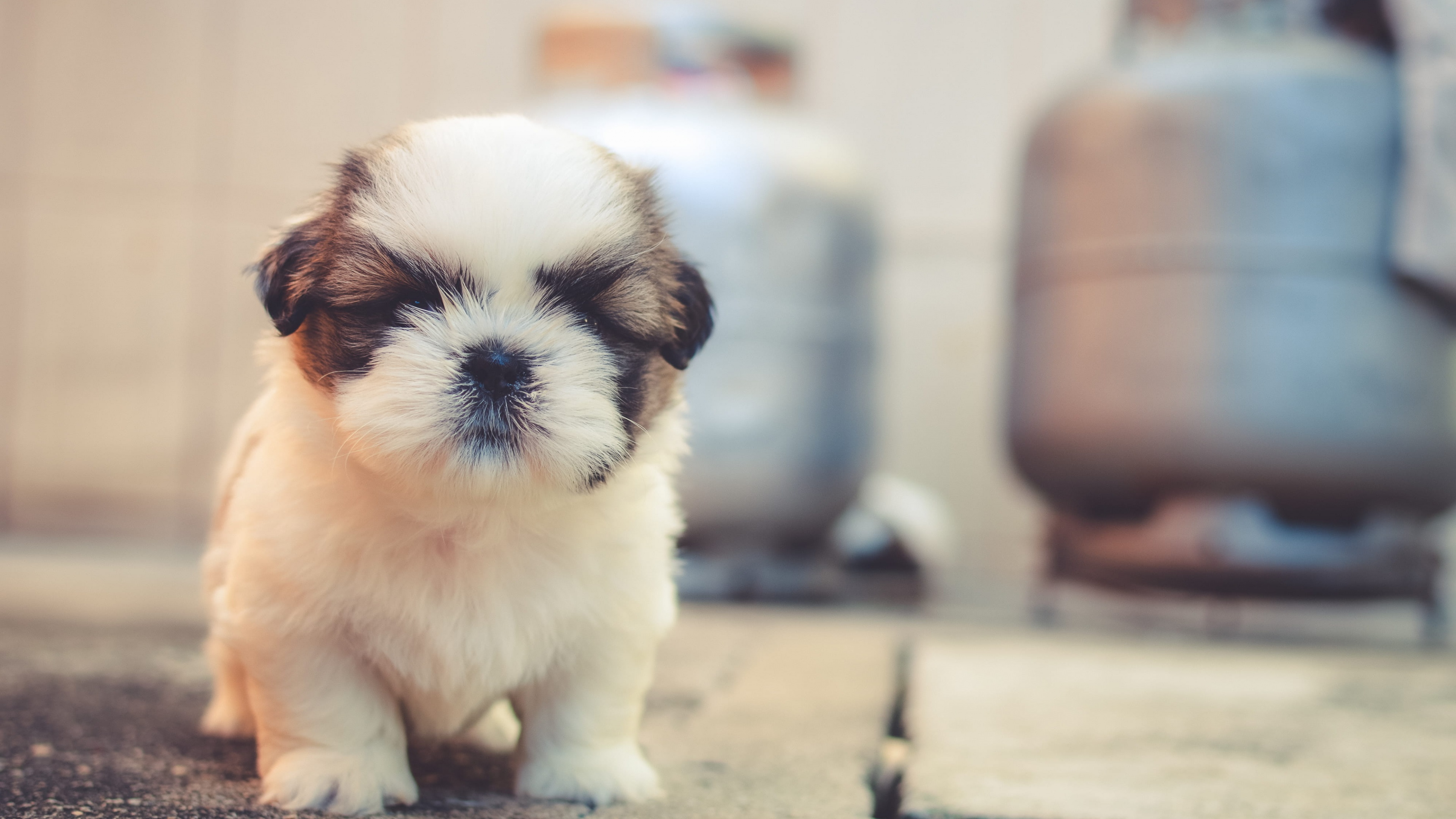 Sleepy Eyes. The Fluffy Little Pup