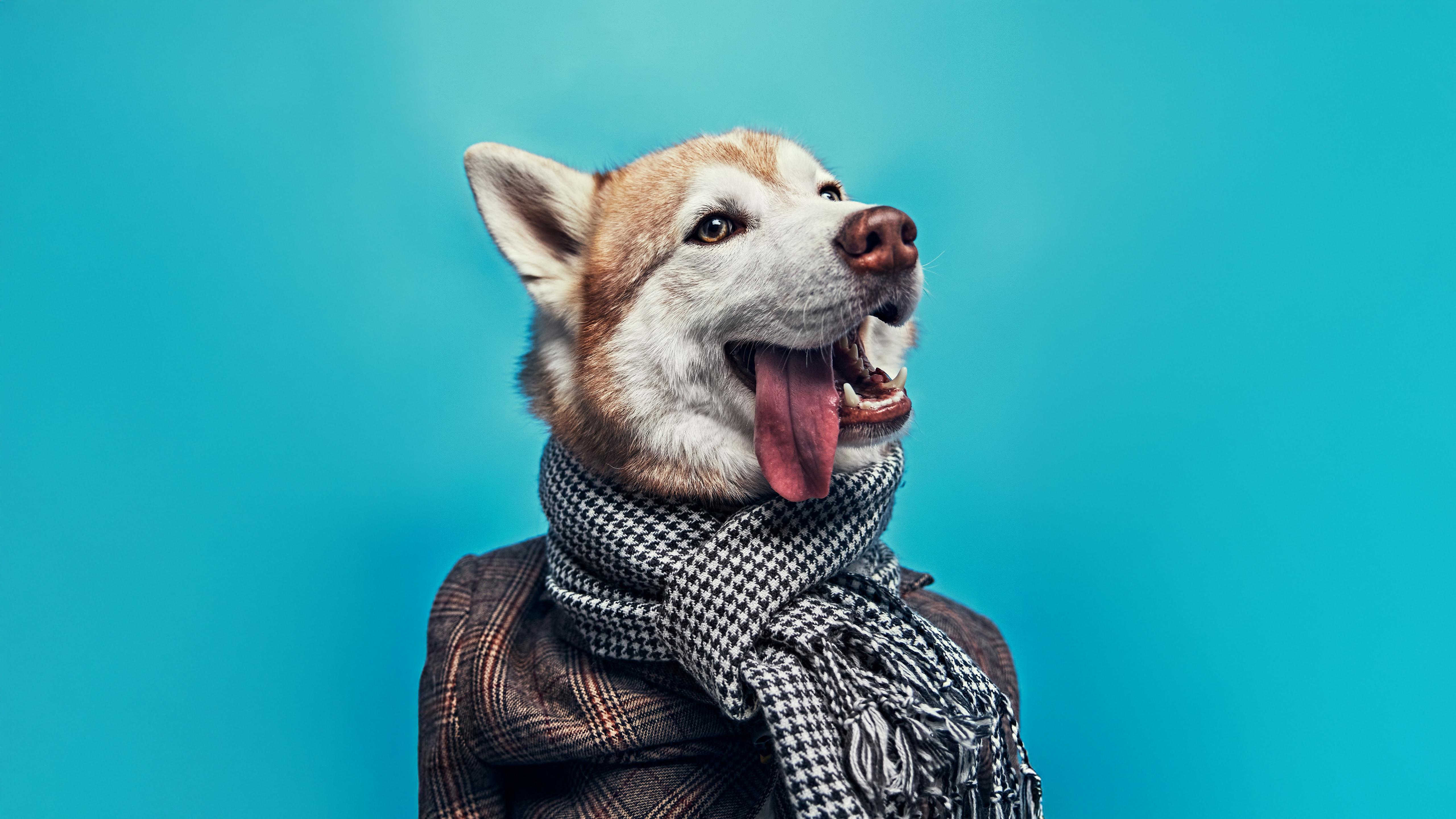 Dapper Husky Houndstooth Scarf Studio