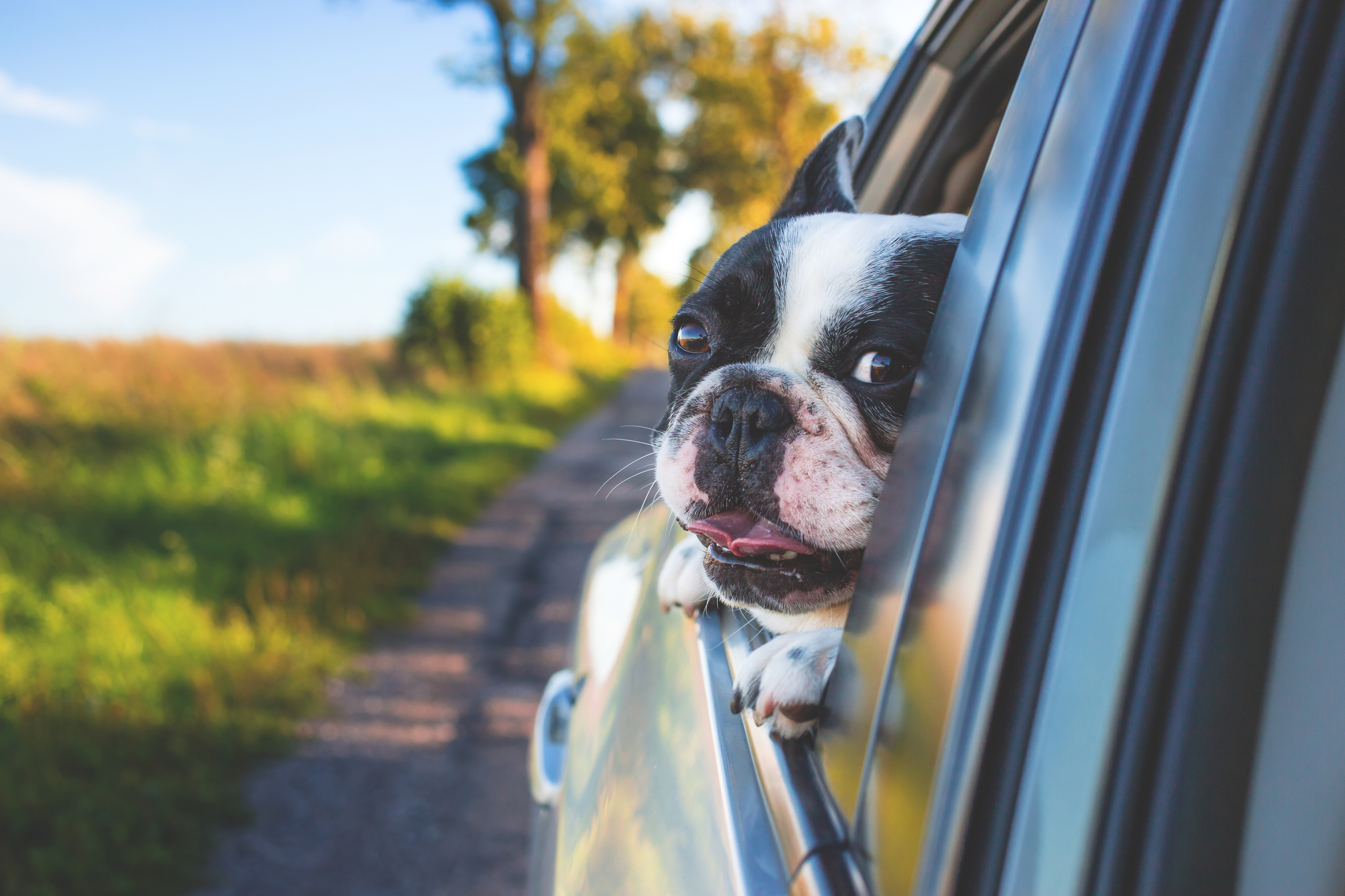 French Bulldog Head Out Car Window Road Trip