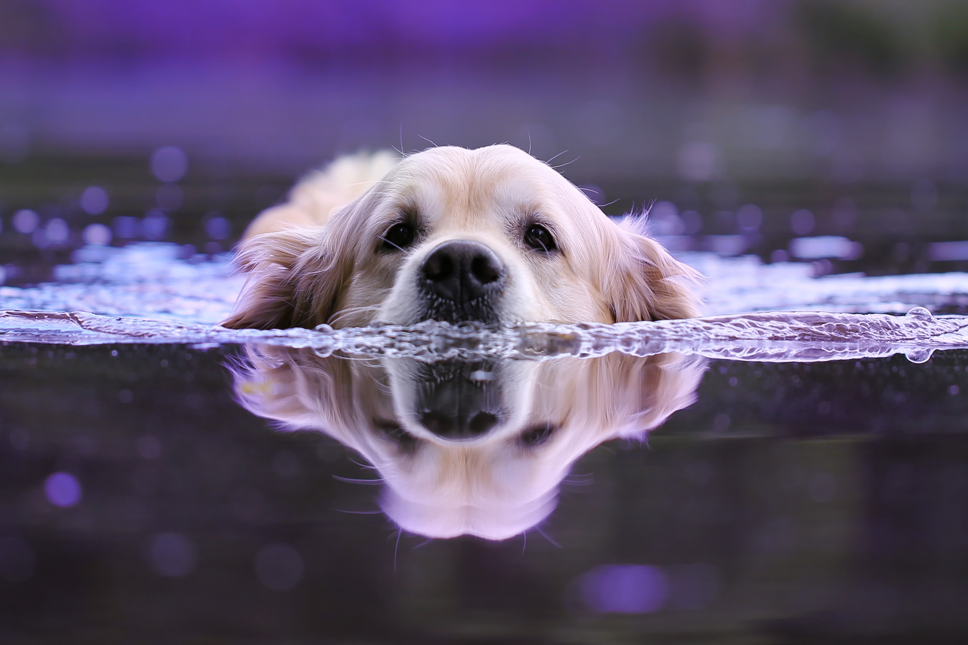 Golden Retriever Swimming Perfect Reflection