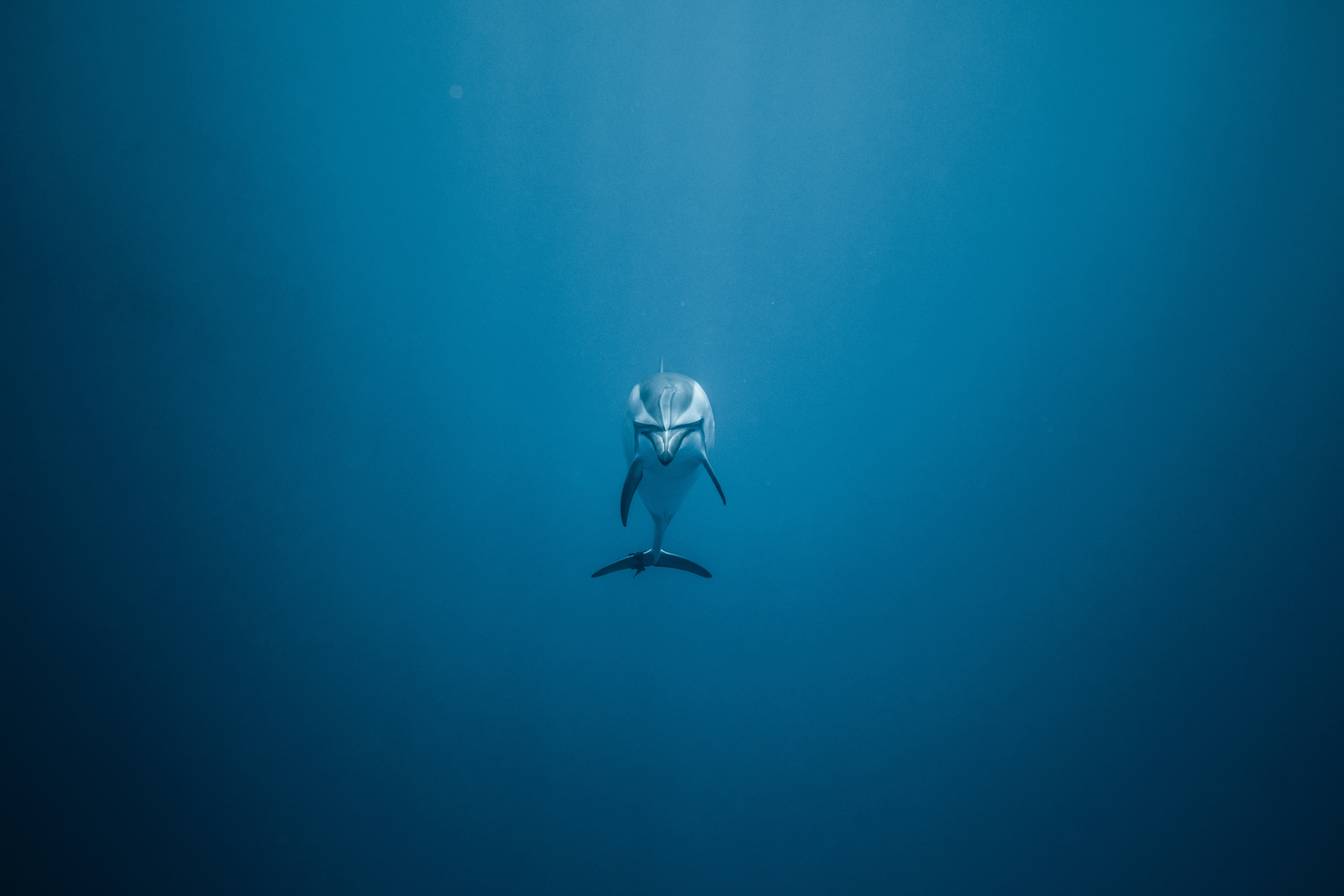 Deep Ocean Dolphin Underwater Frontal View