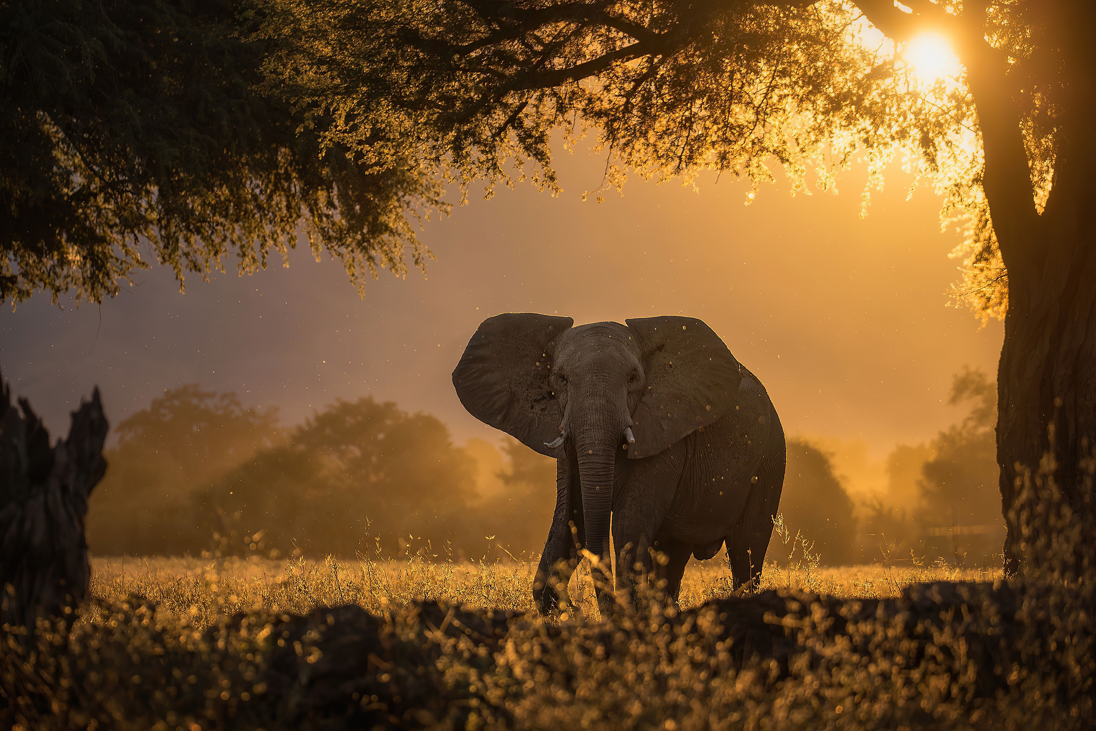 African Elephant Golden Sunrise Savanna