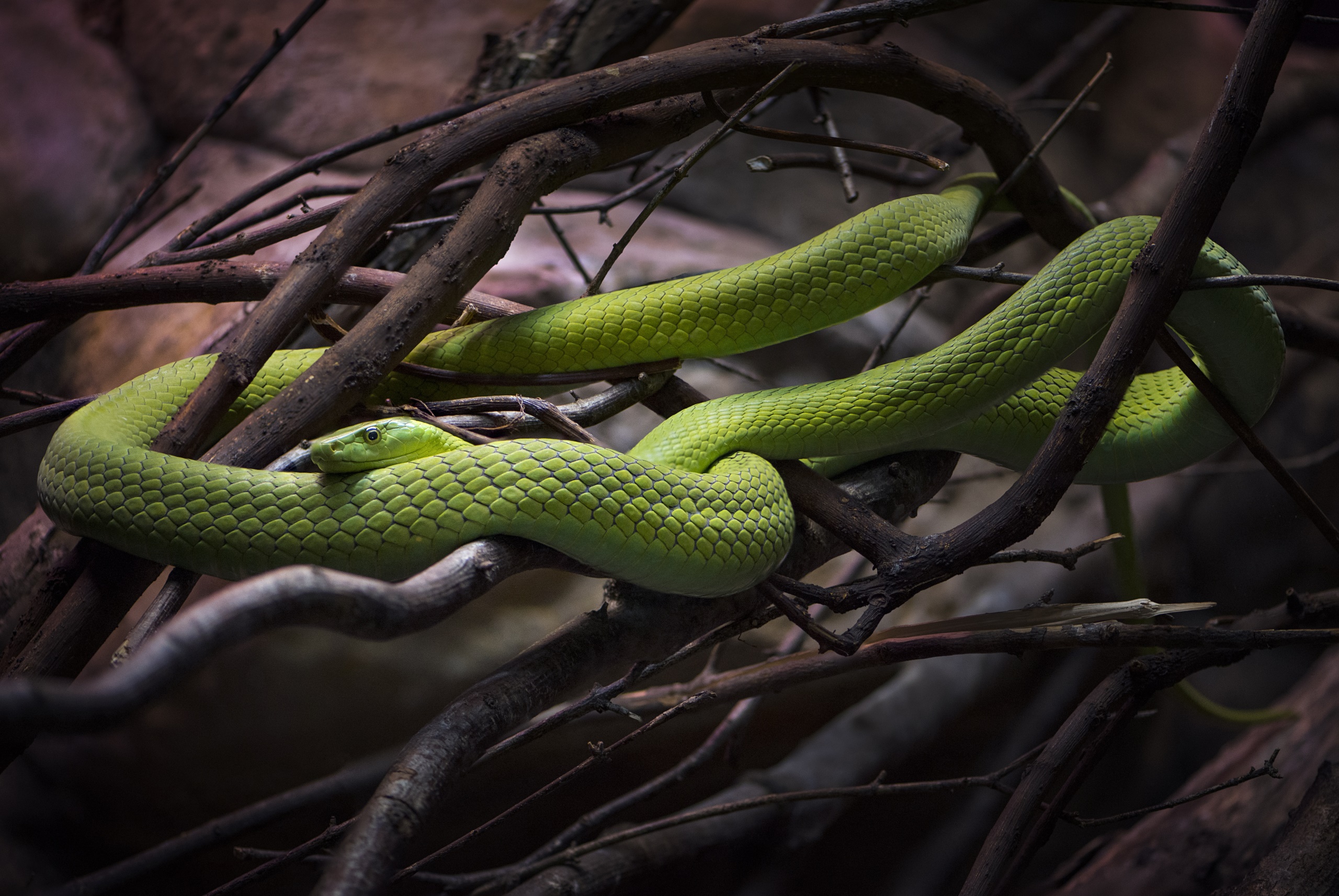 Vibrant Green Mamba Coiled in Branches