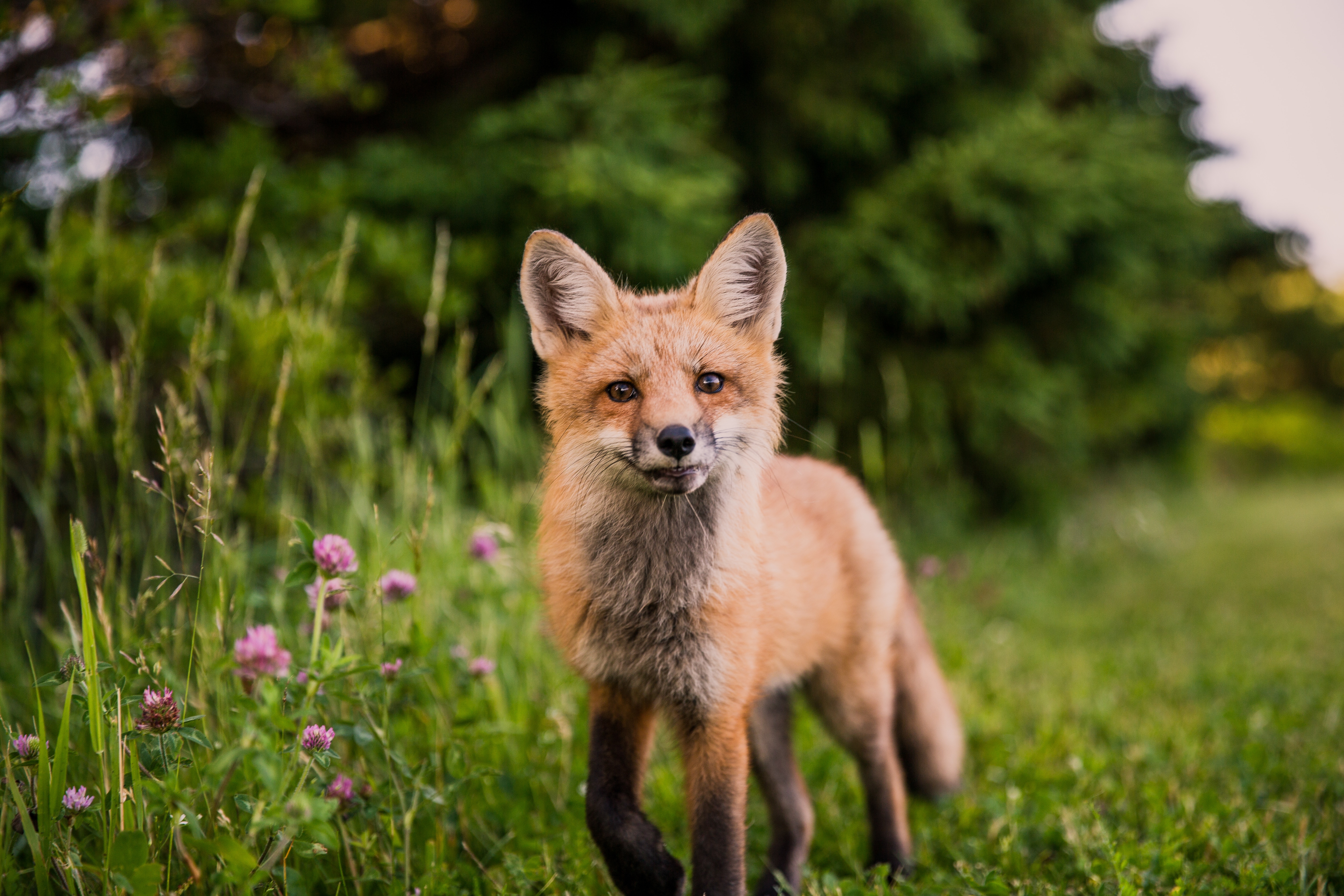Red Fox Meadow Clover Flowers