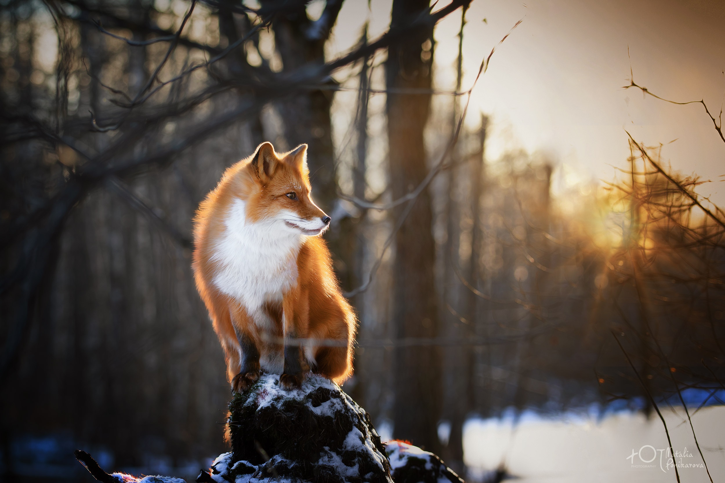 Fluffy Red Fox Snowy Tree Stump Sunset