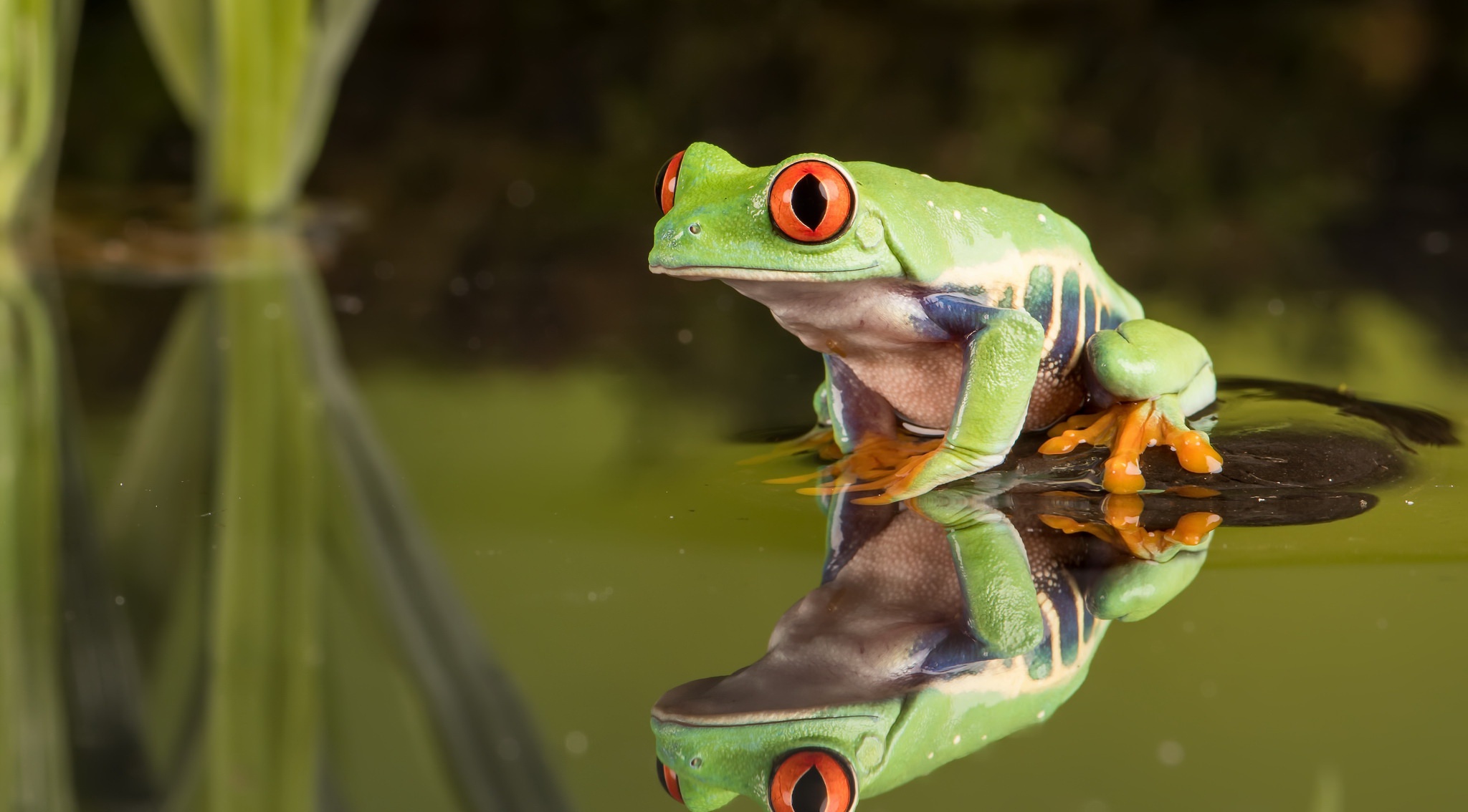 Red-Eyed Tree Frog Water Reflection