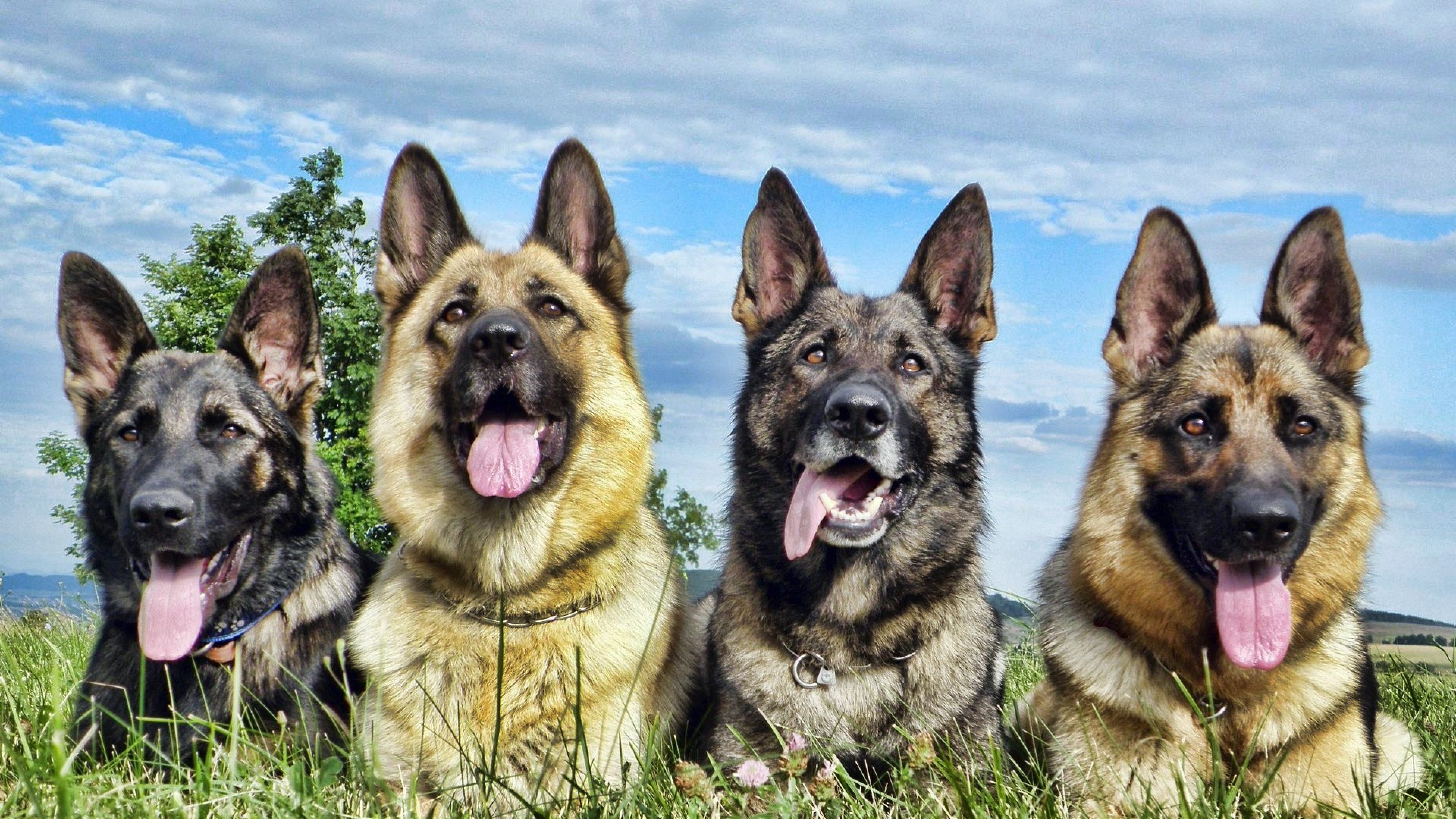 Four German Shepherds Sitting in Meadow