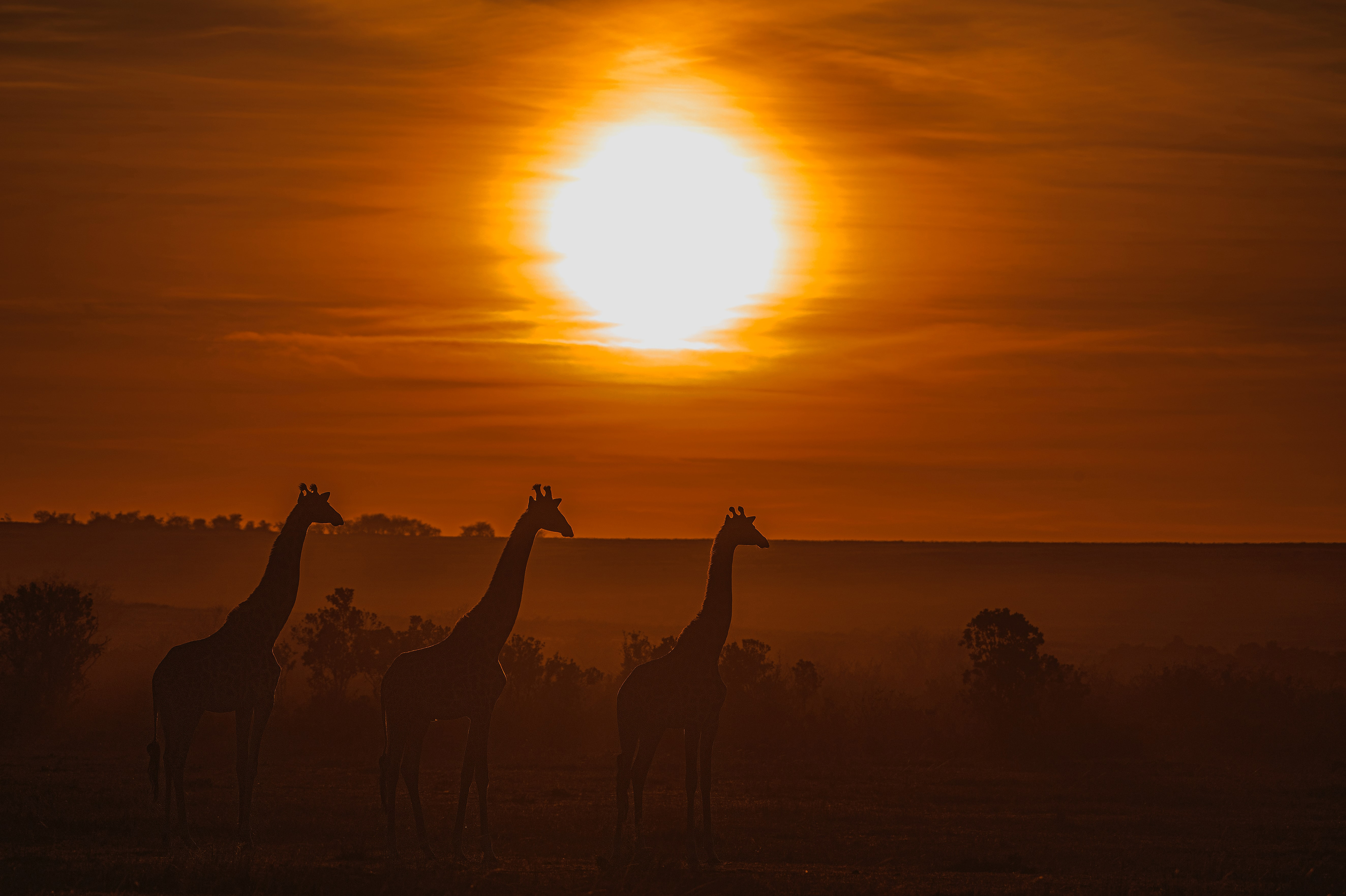 Giraffes Savanna Sunset Silhouette