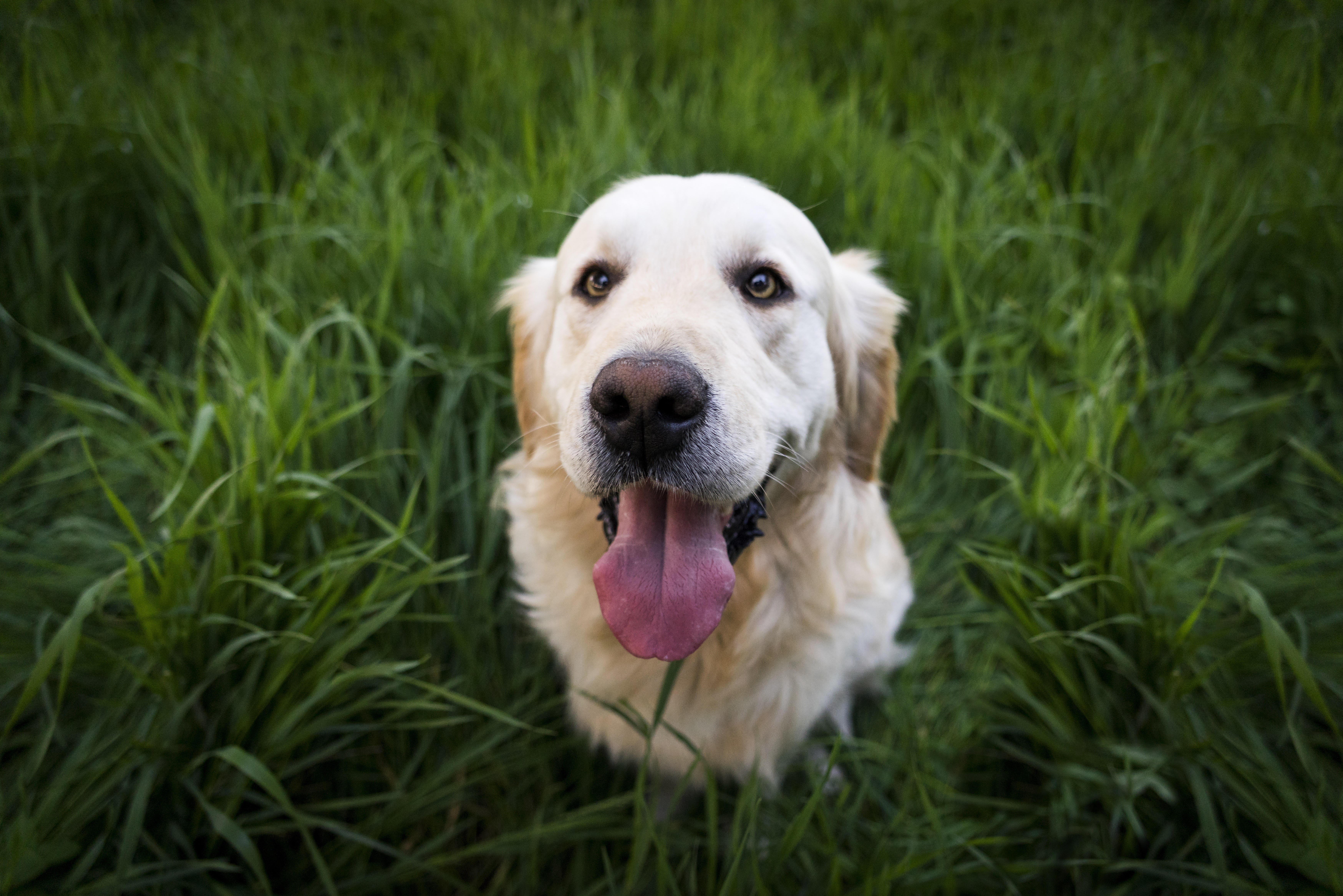 Happy Golden Retriever High Angle Grass Portrait