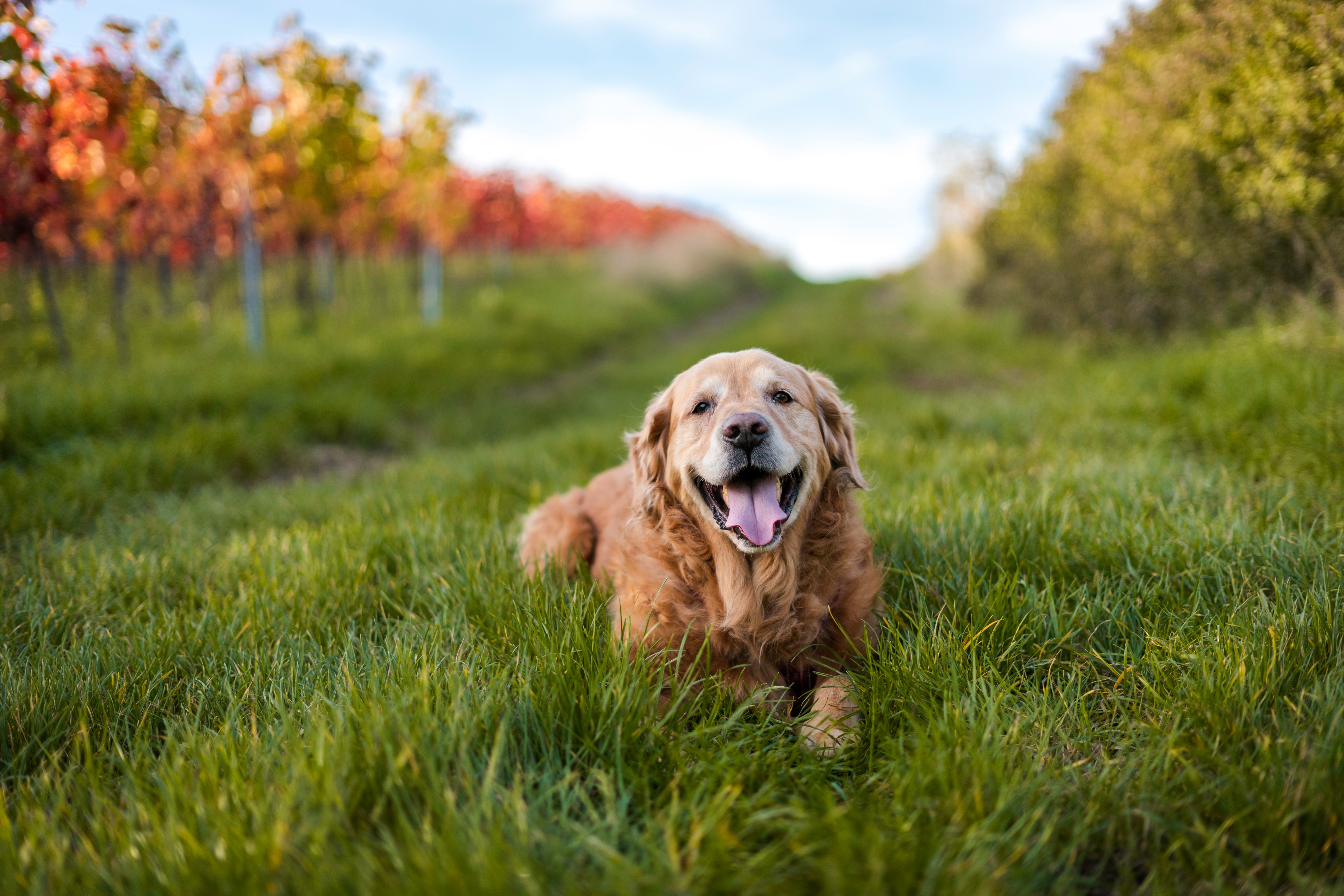 Golden Retriever Lying in Autumn Meadow