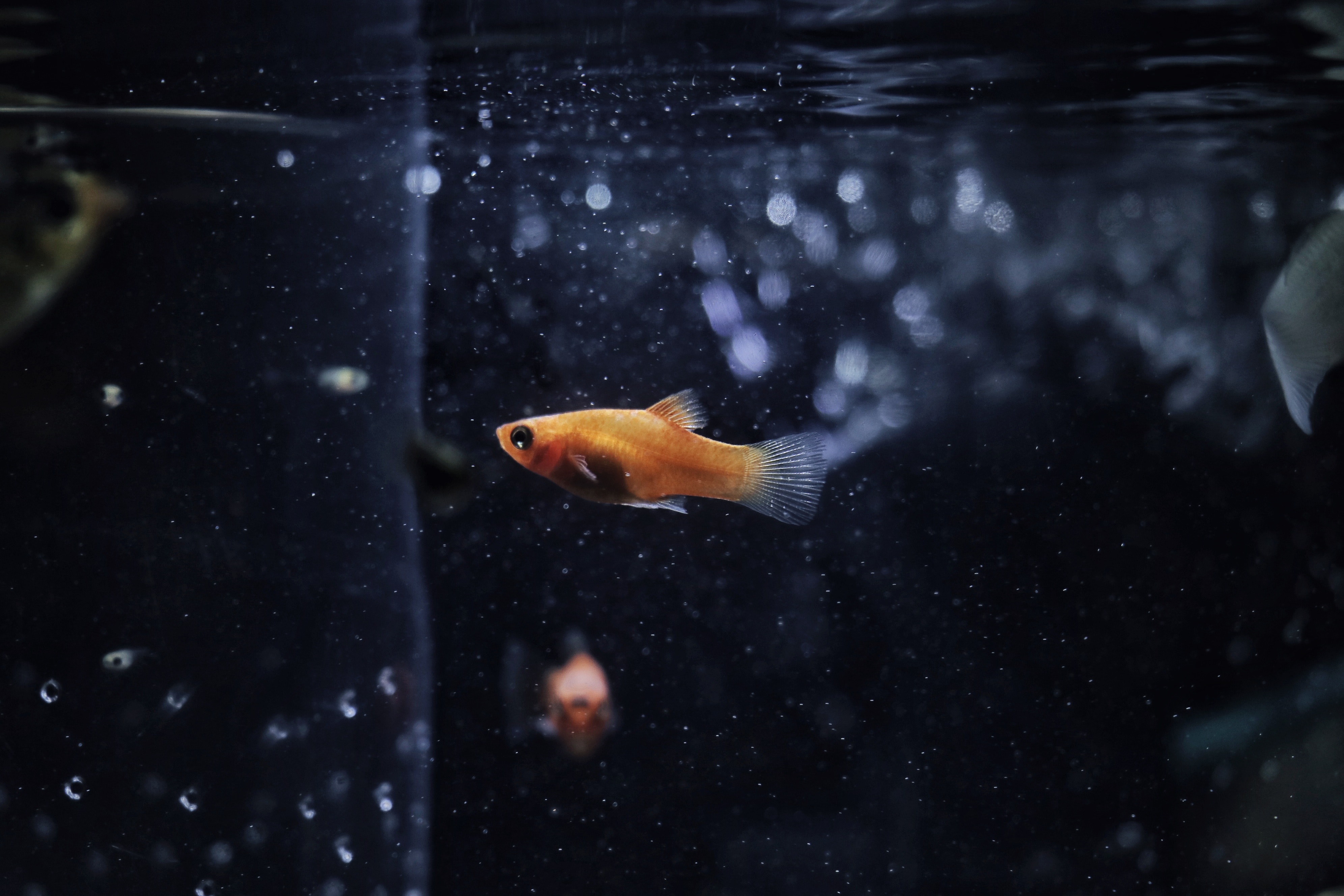 Solitary Orange Platy Fish Dark Aquarium