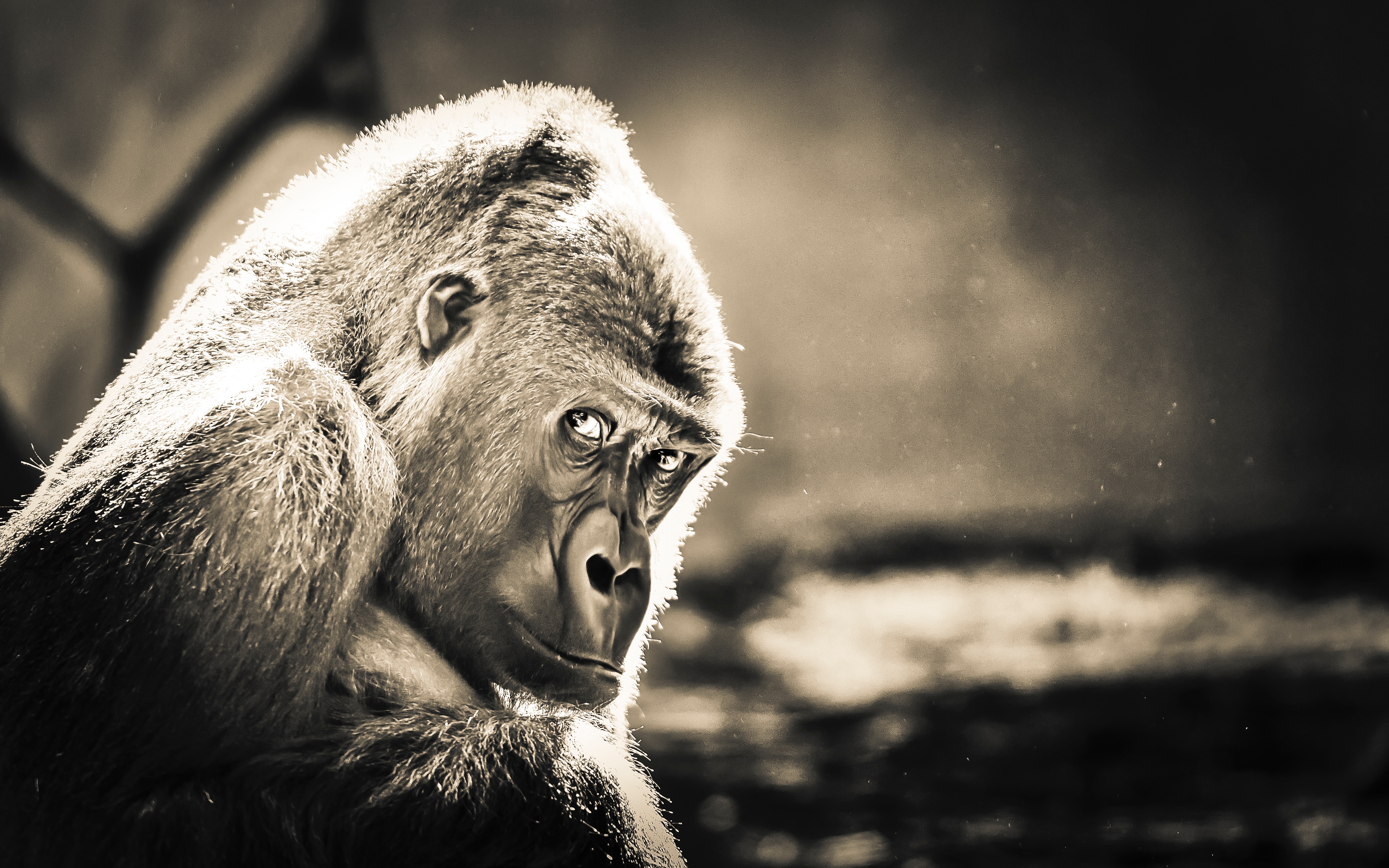 Silverback Gorilla High Contrast Monochromatic