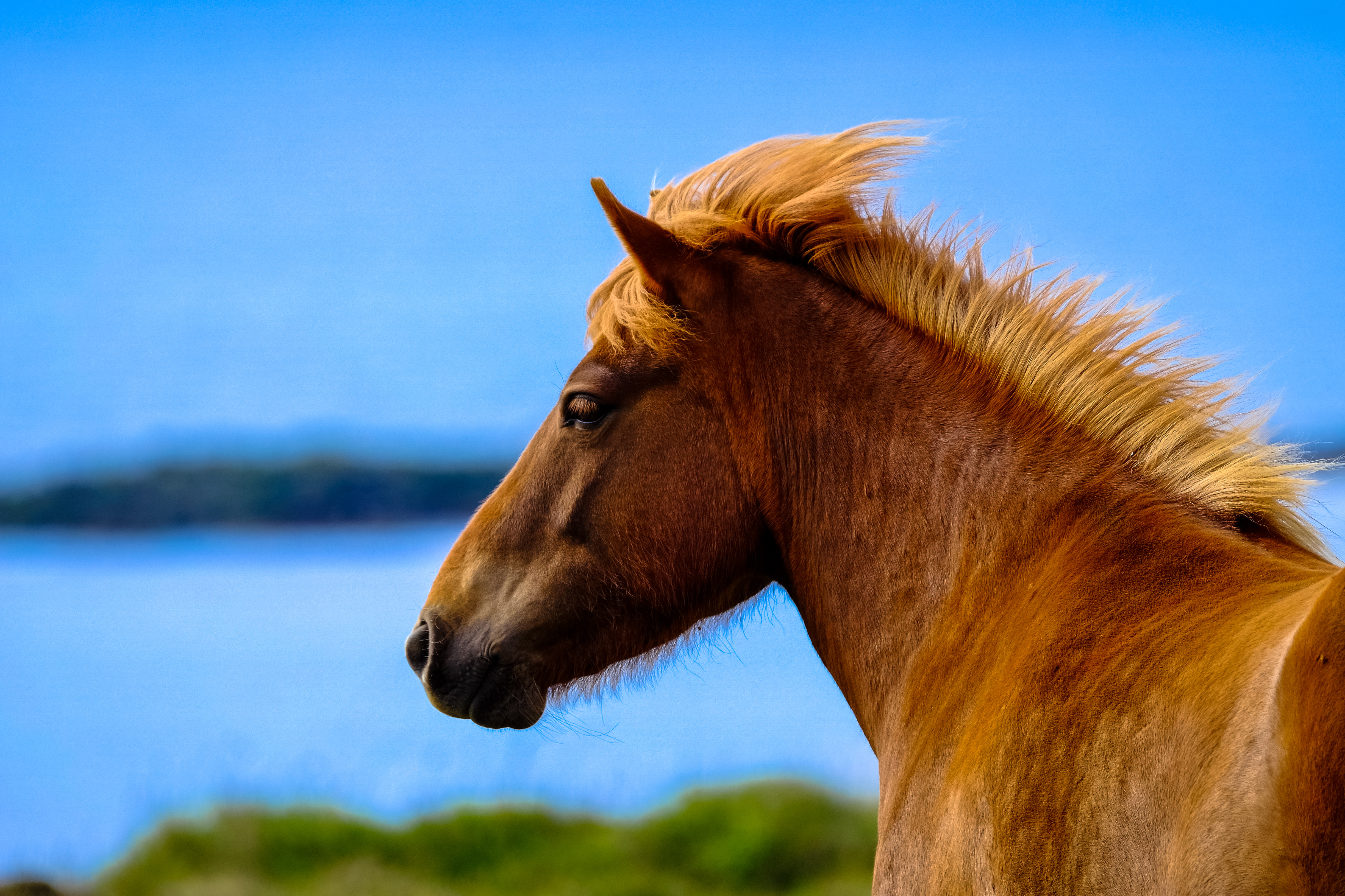 Chestnut Horse Mane Blowing Coastal Horizon