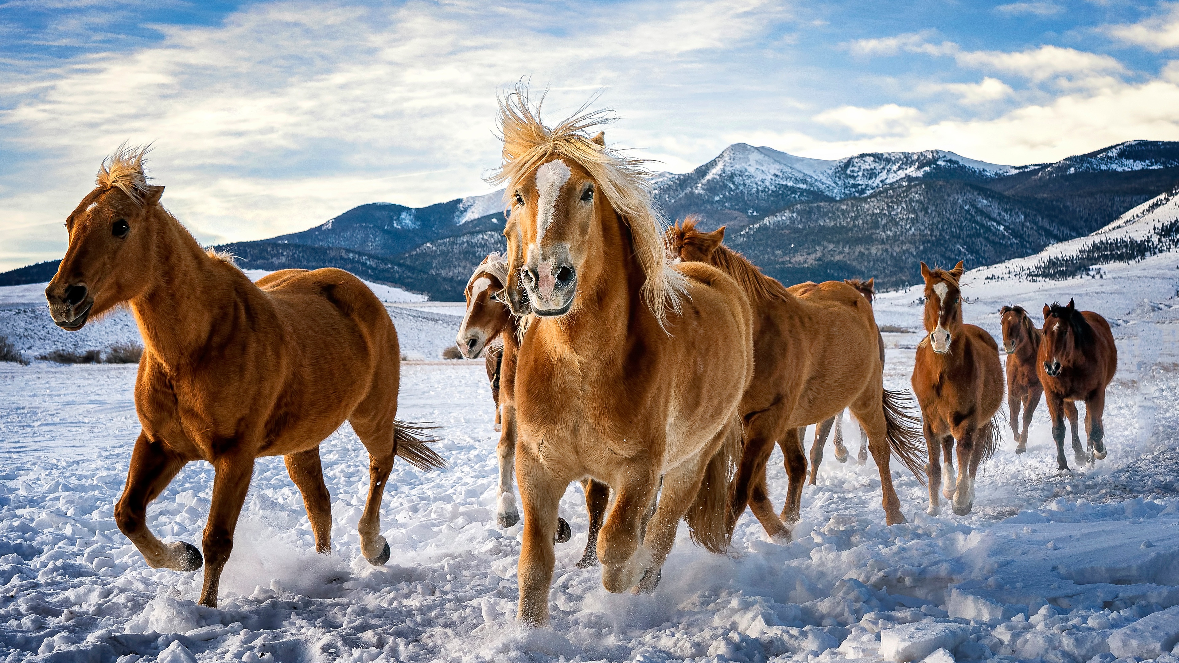 Wild Horses Galloping Snowy Mountain Valley