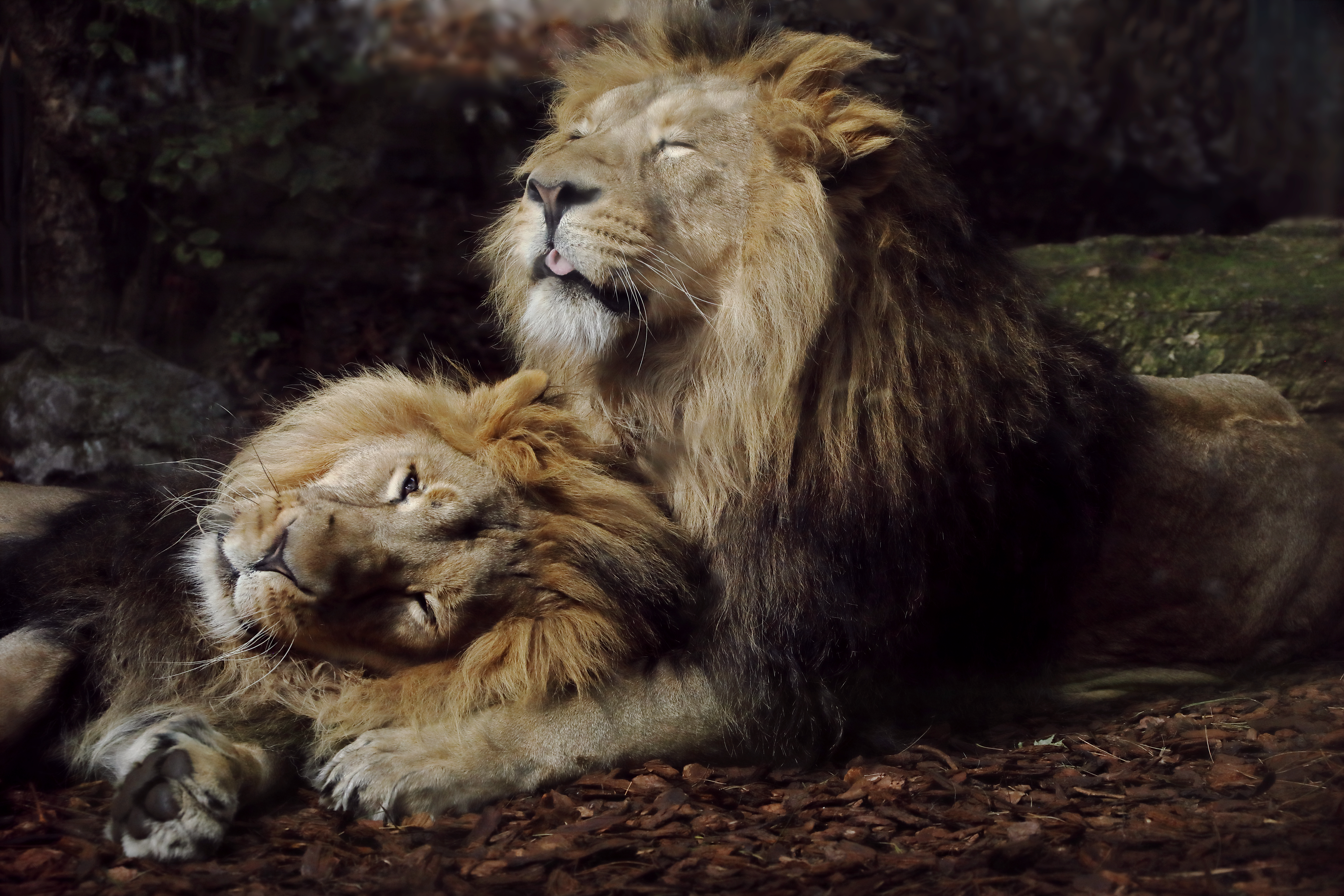 Two Male Lions Resting Together Brotherly Bond