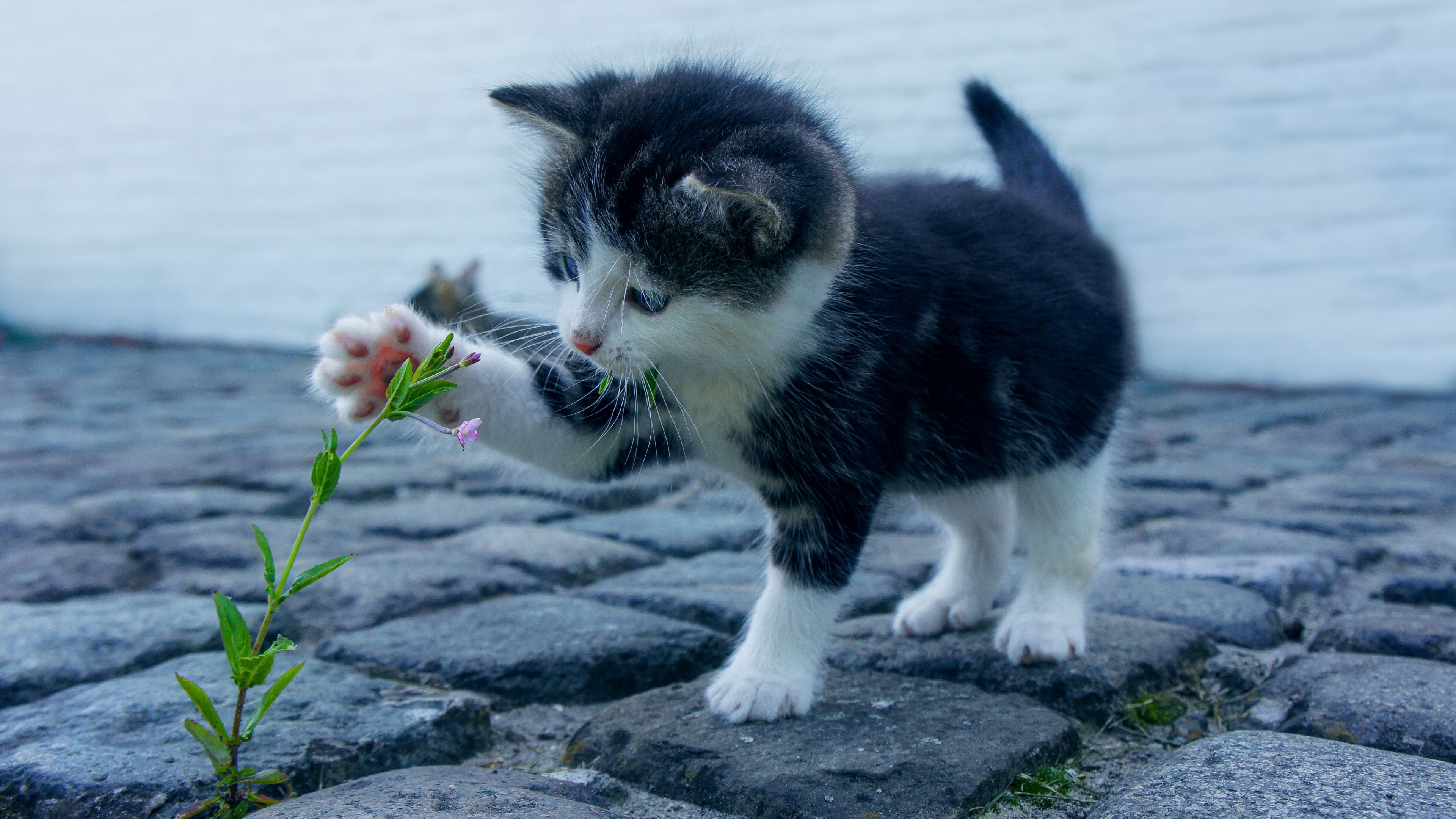Curious Paws. The Tiny Explorer
