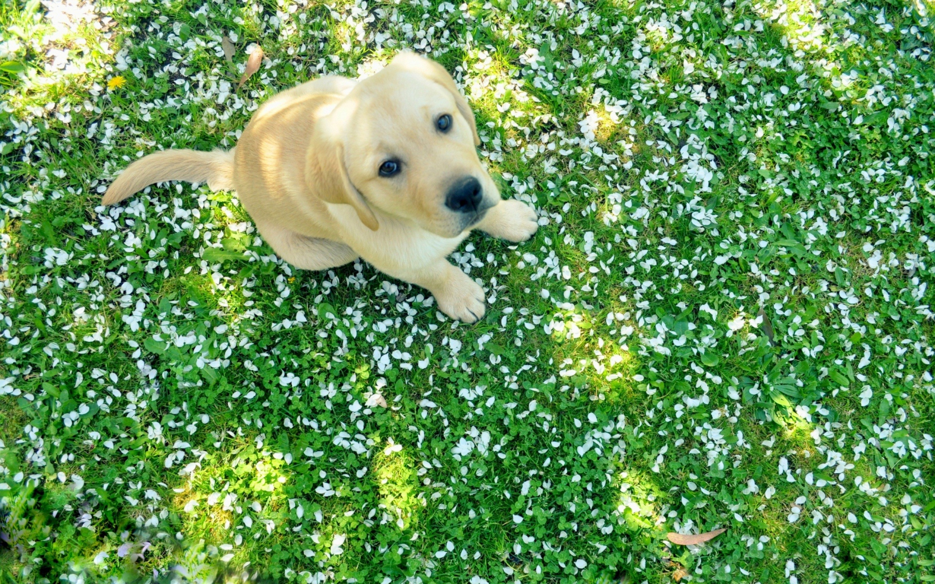 Yellow Labrador Puppy High Angle White Petals