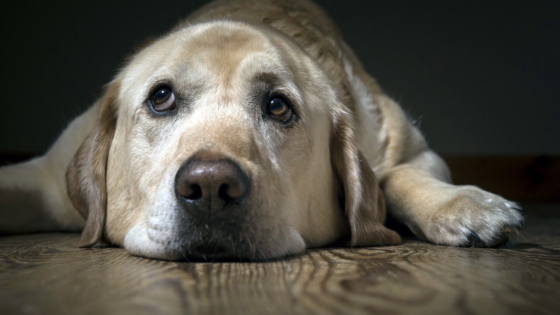 Yellow Labrador Lying Wooden Floor Sad Eyes