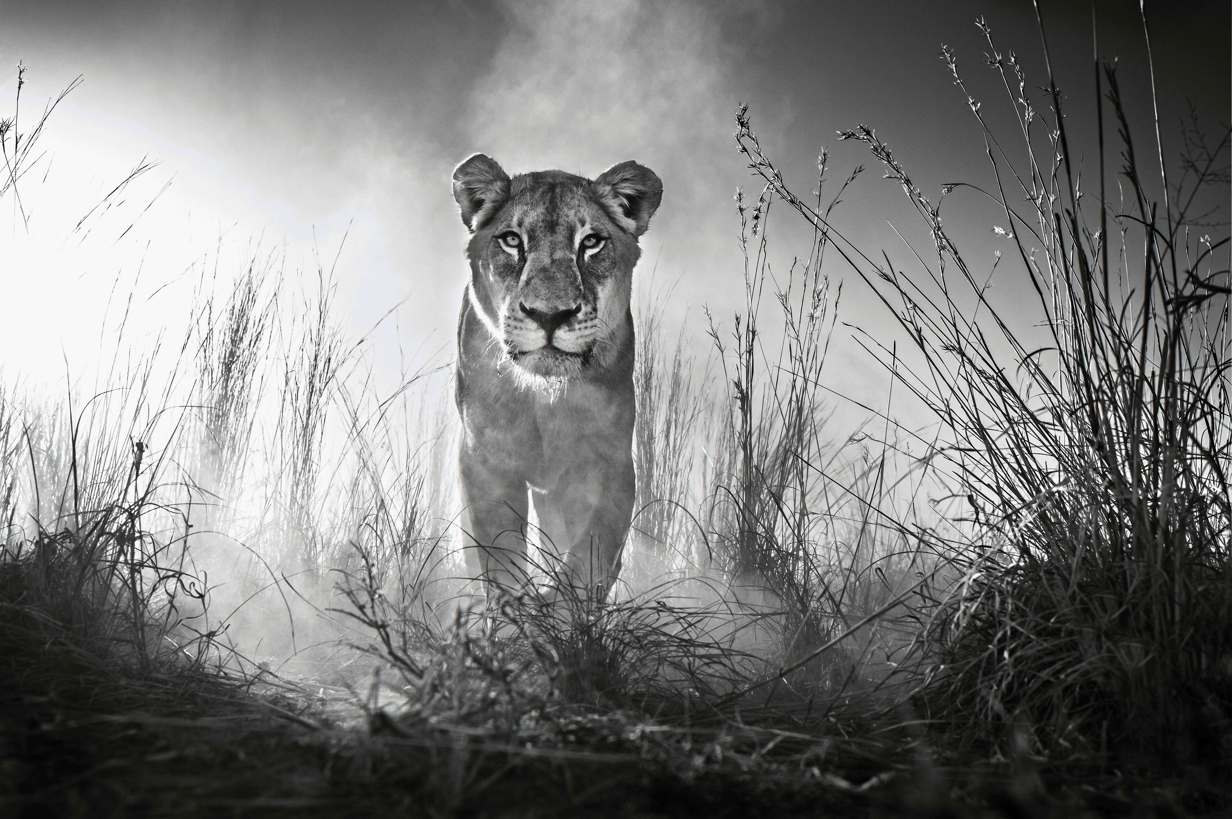 Monochrome Lioness Stalking Prairie Grass