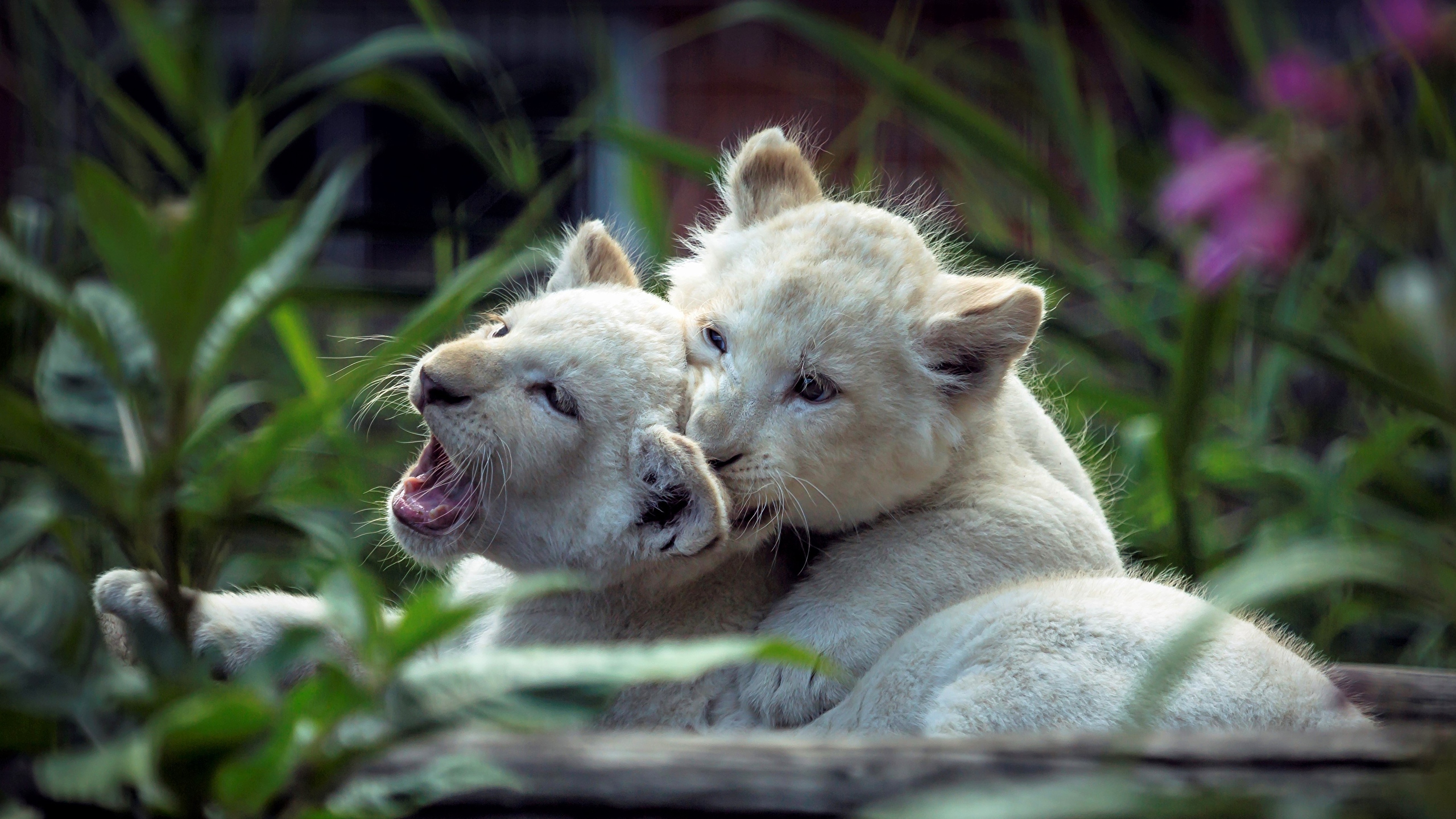 Two White Lion Cubs Play Fighting Garden