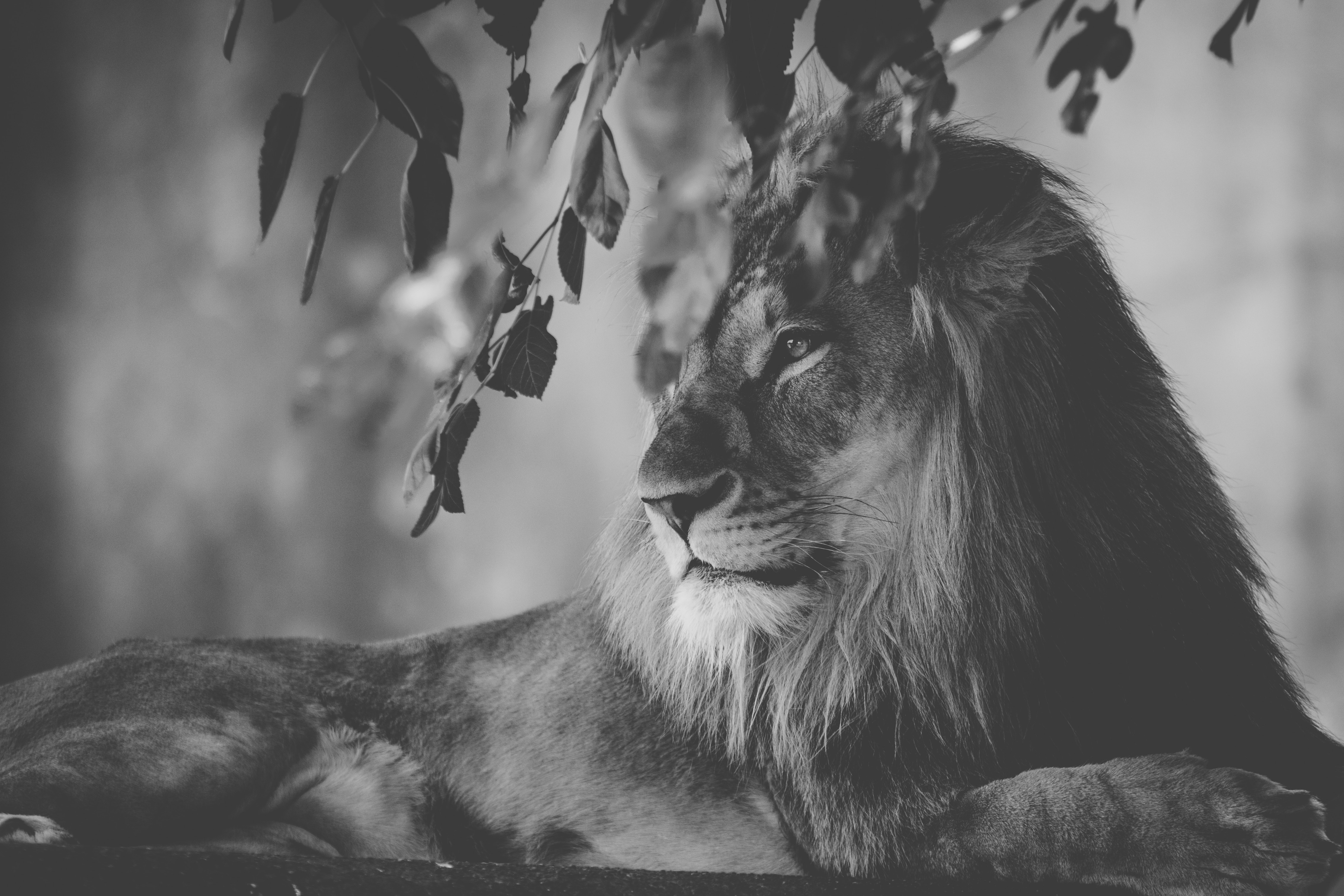 Monochrome Male Lion Resting Under Tree Leaves