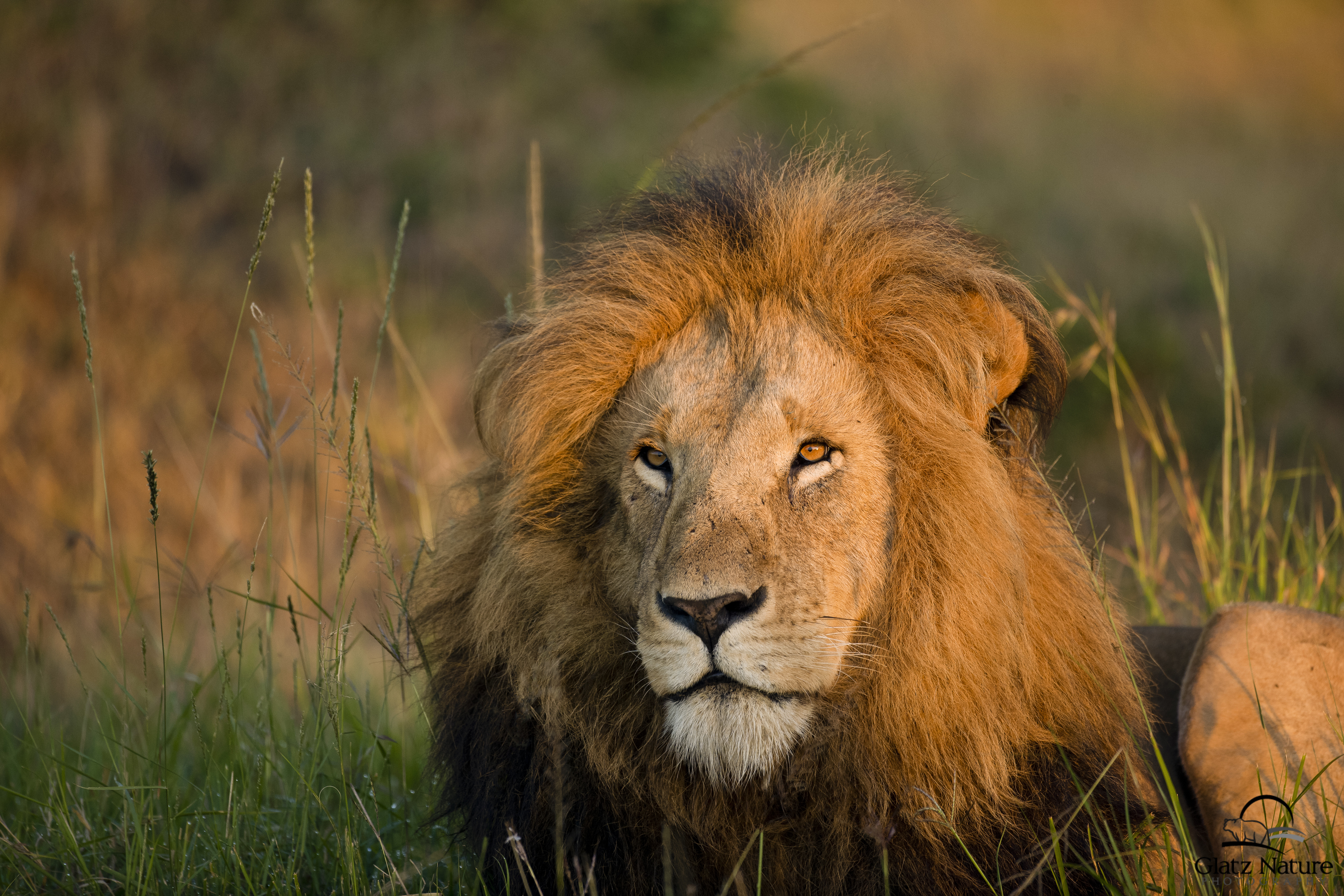Male African Lion Golden Hour Sunrise