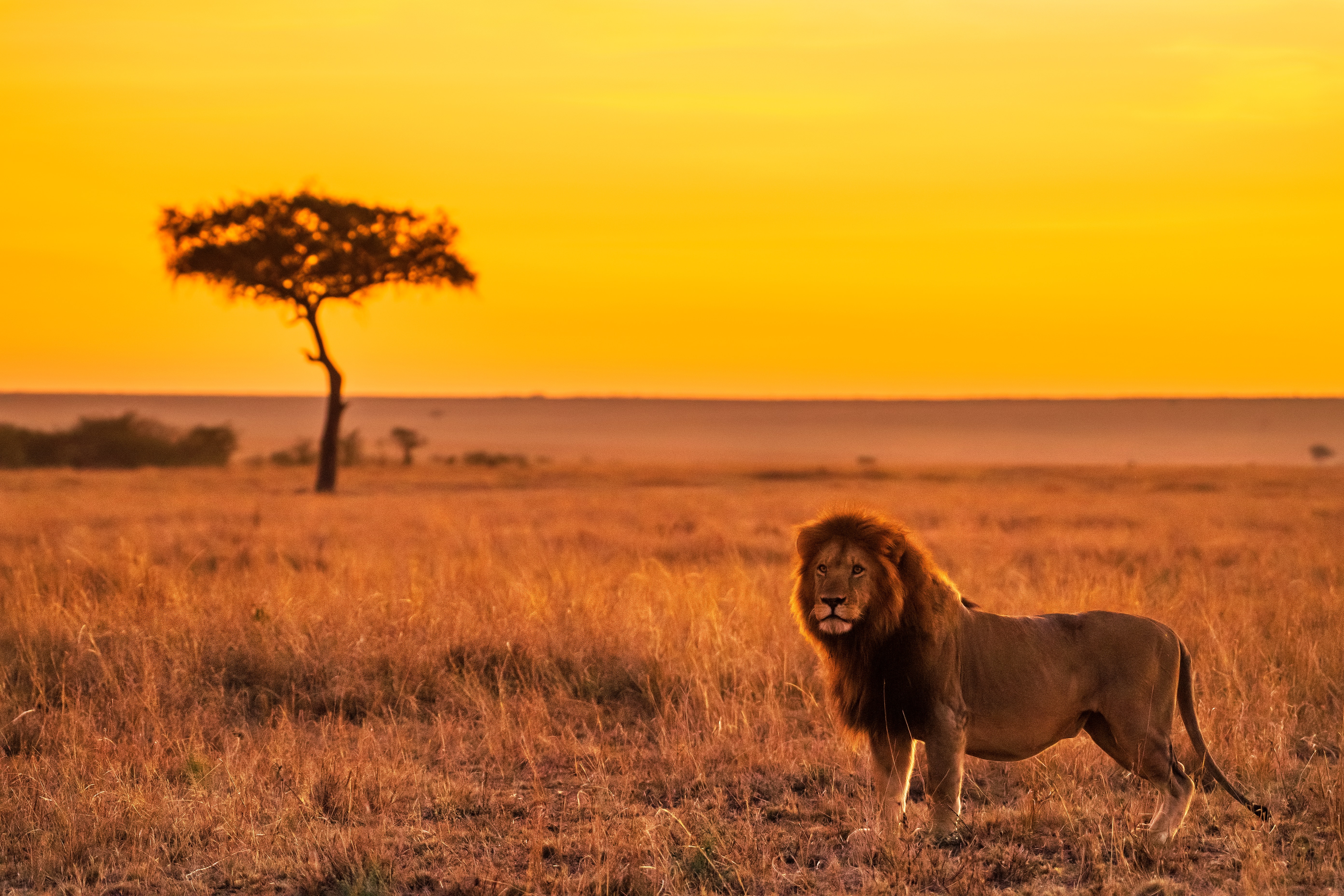 Male Lion Standing Savanna Acacia Tree Sunset
