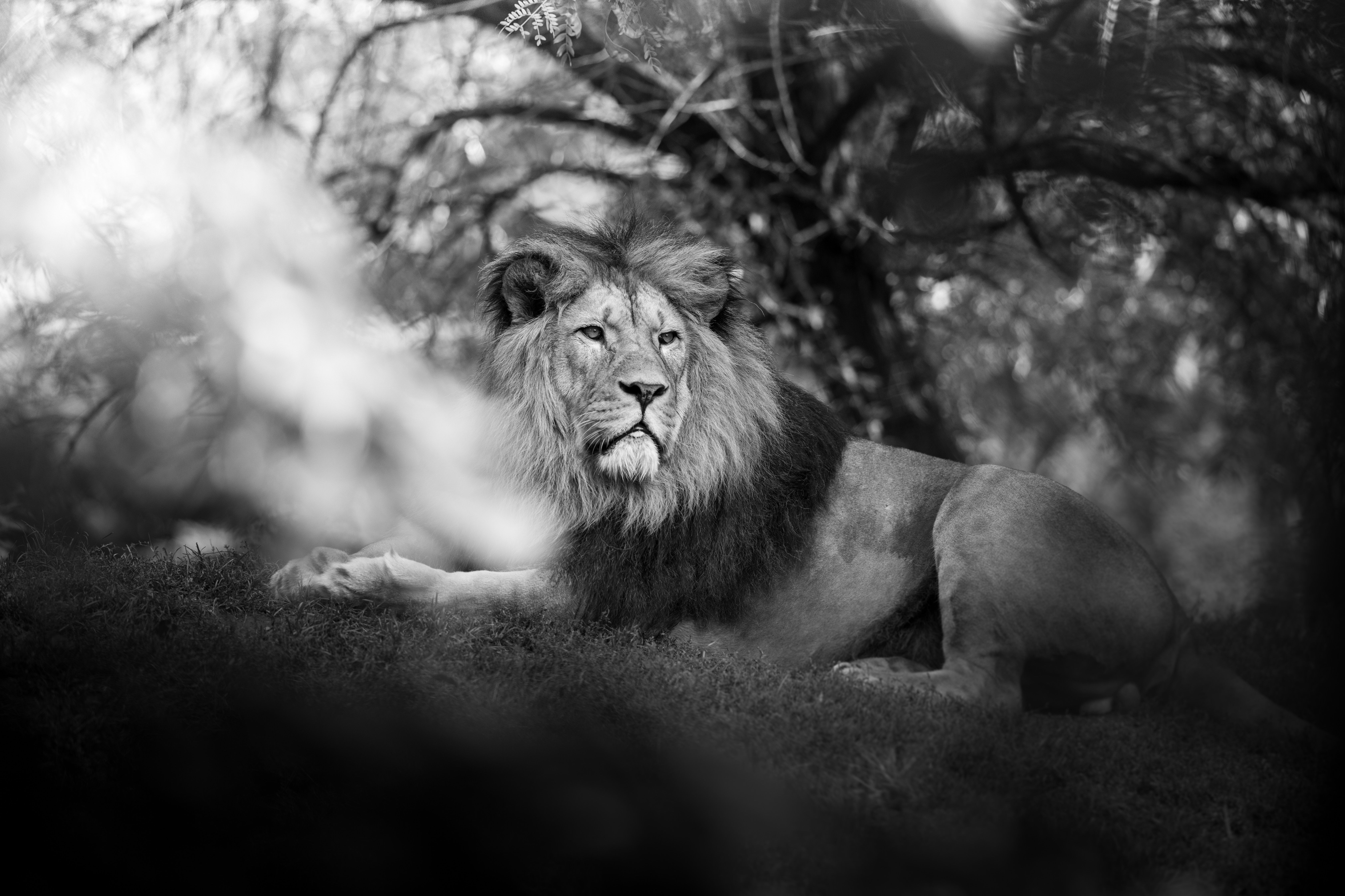 Monochrome Male Lion Lying Under Tree Shade