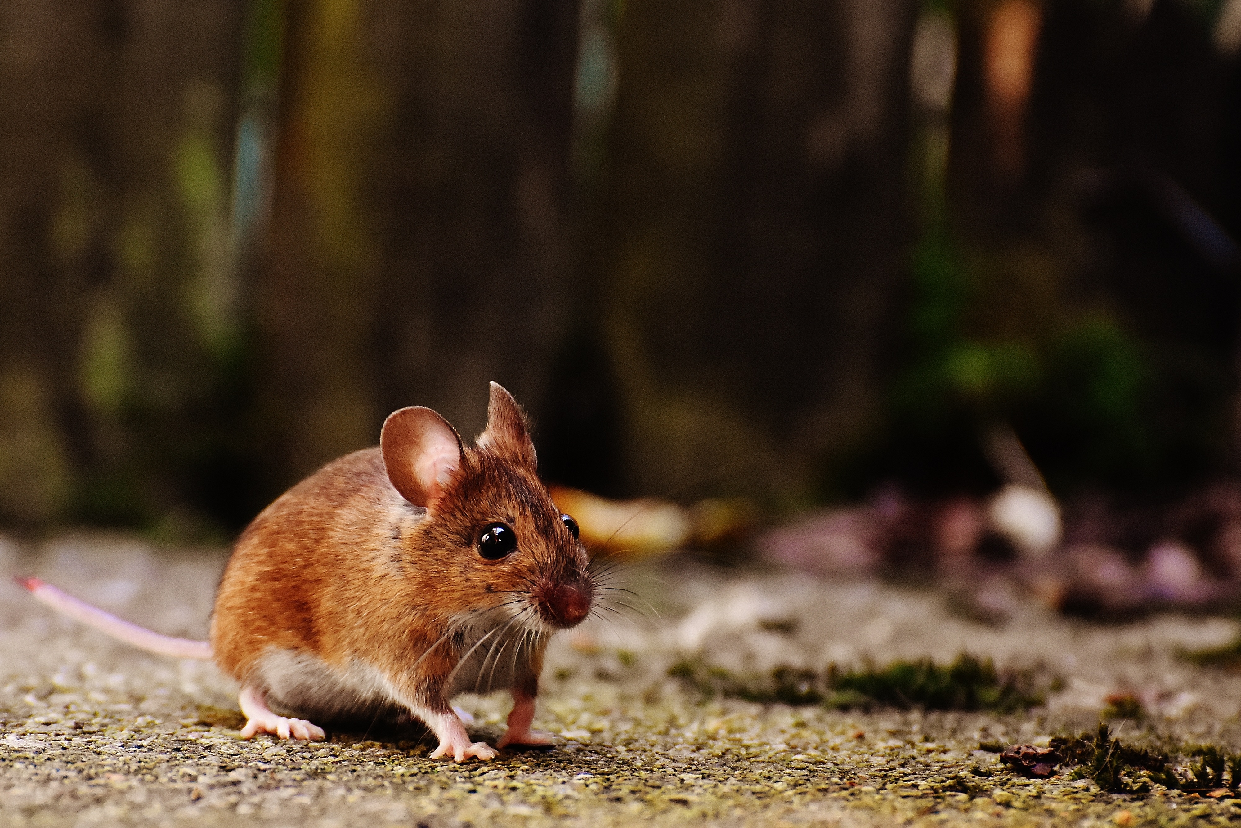 Wood Mouse Standing Mossy Ground