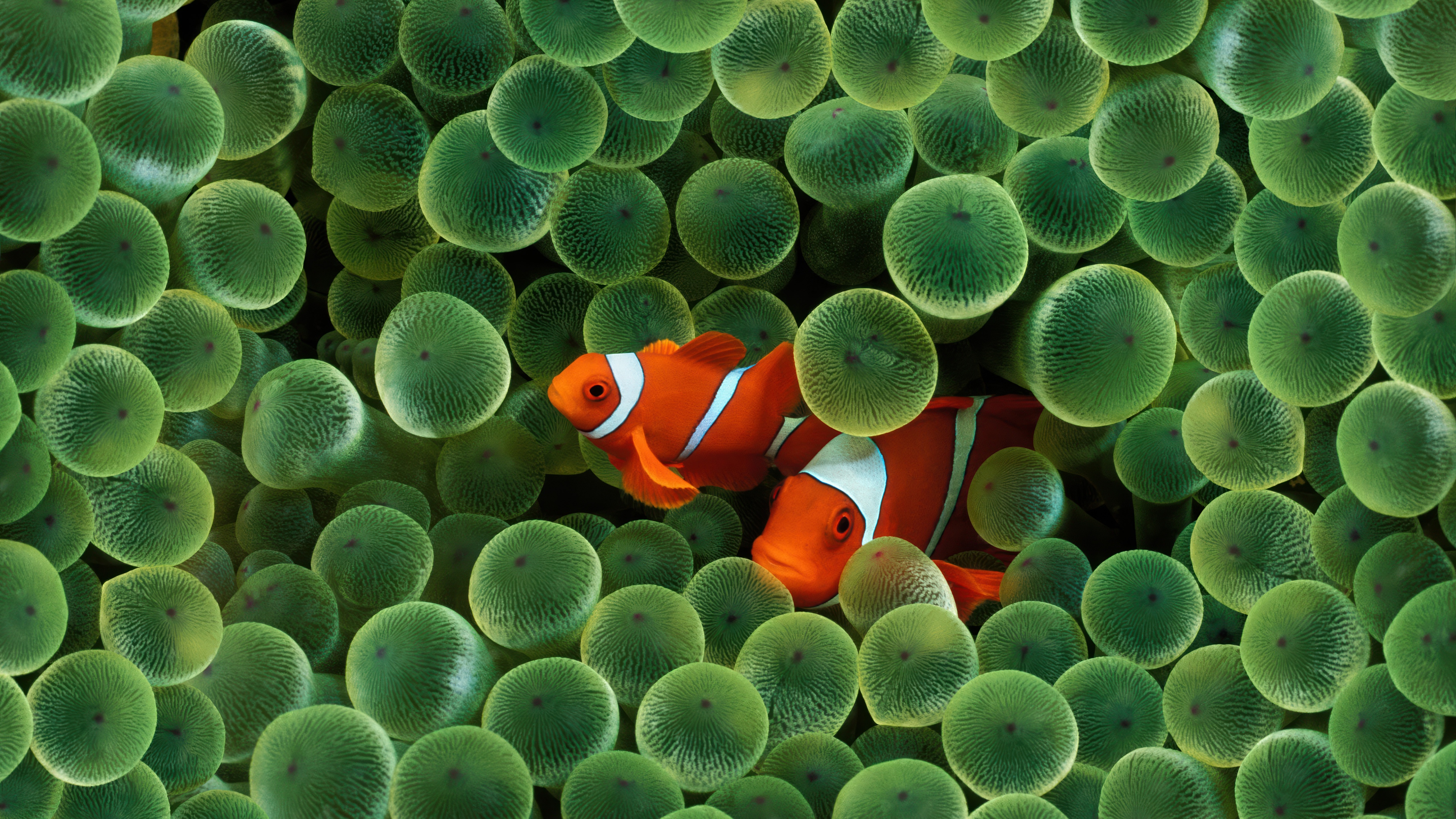 Hidden Among The Bulbous Tentacles. The Coral Reef Dwellers