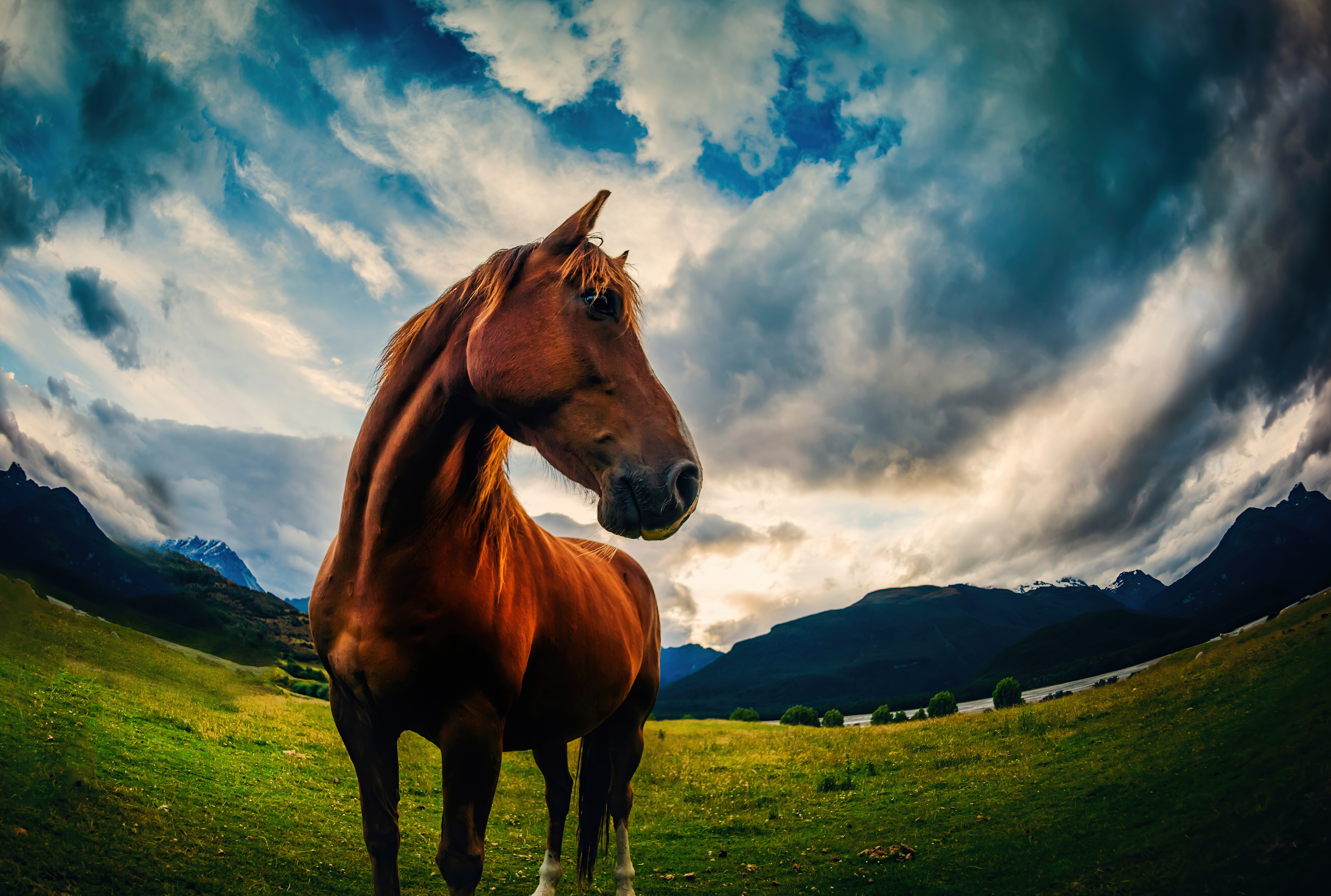 Chestnut Horse Fisheye Wide Angle Mountain Meadow