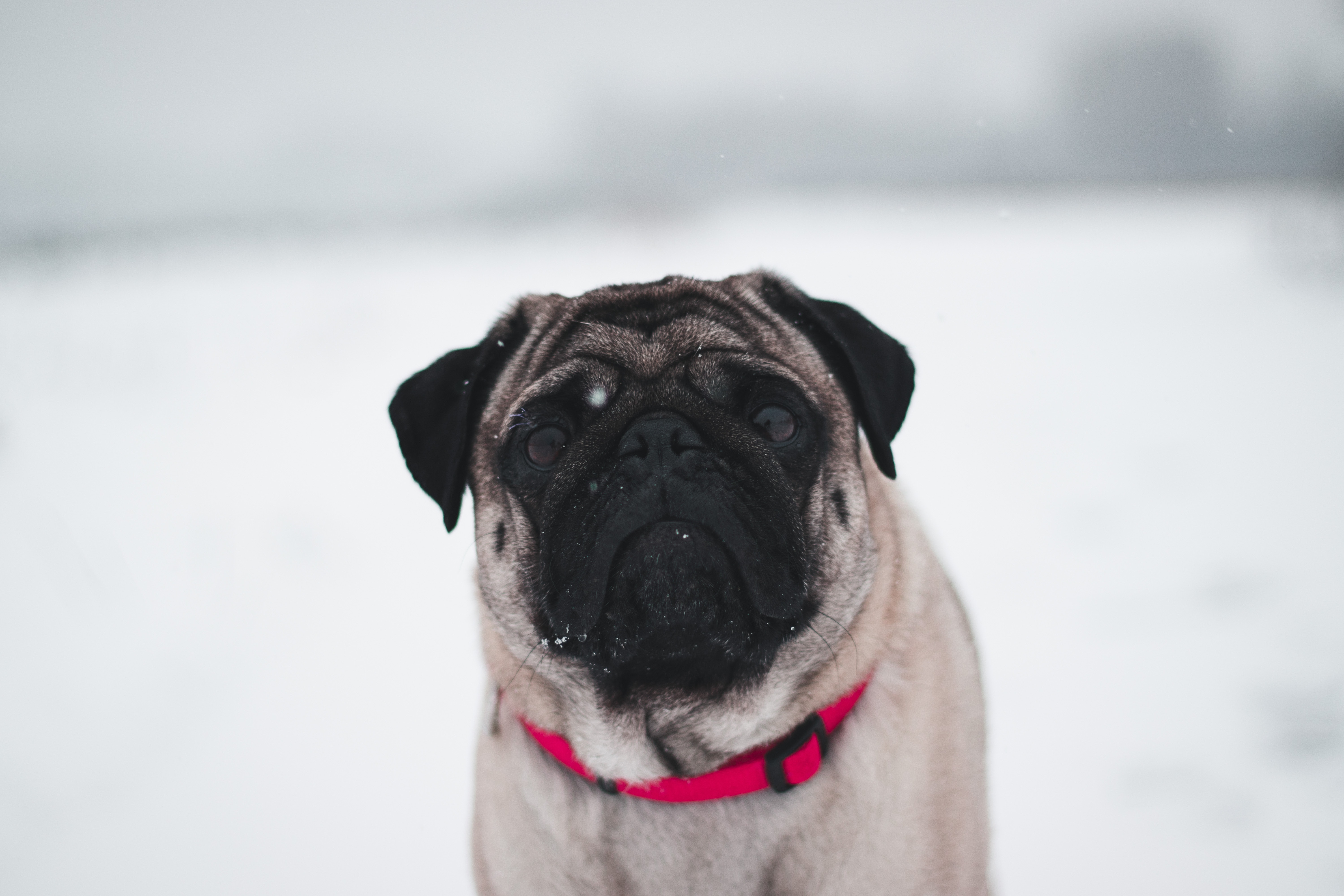 Fawn Pug Red Collar Snow Field